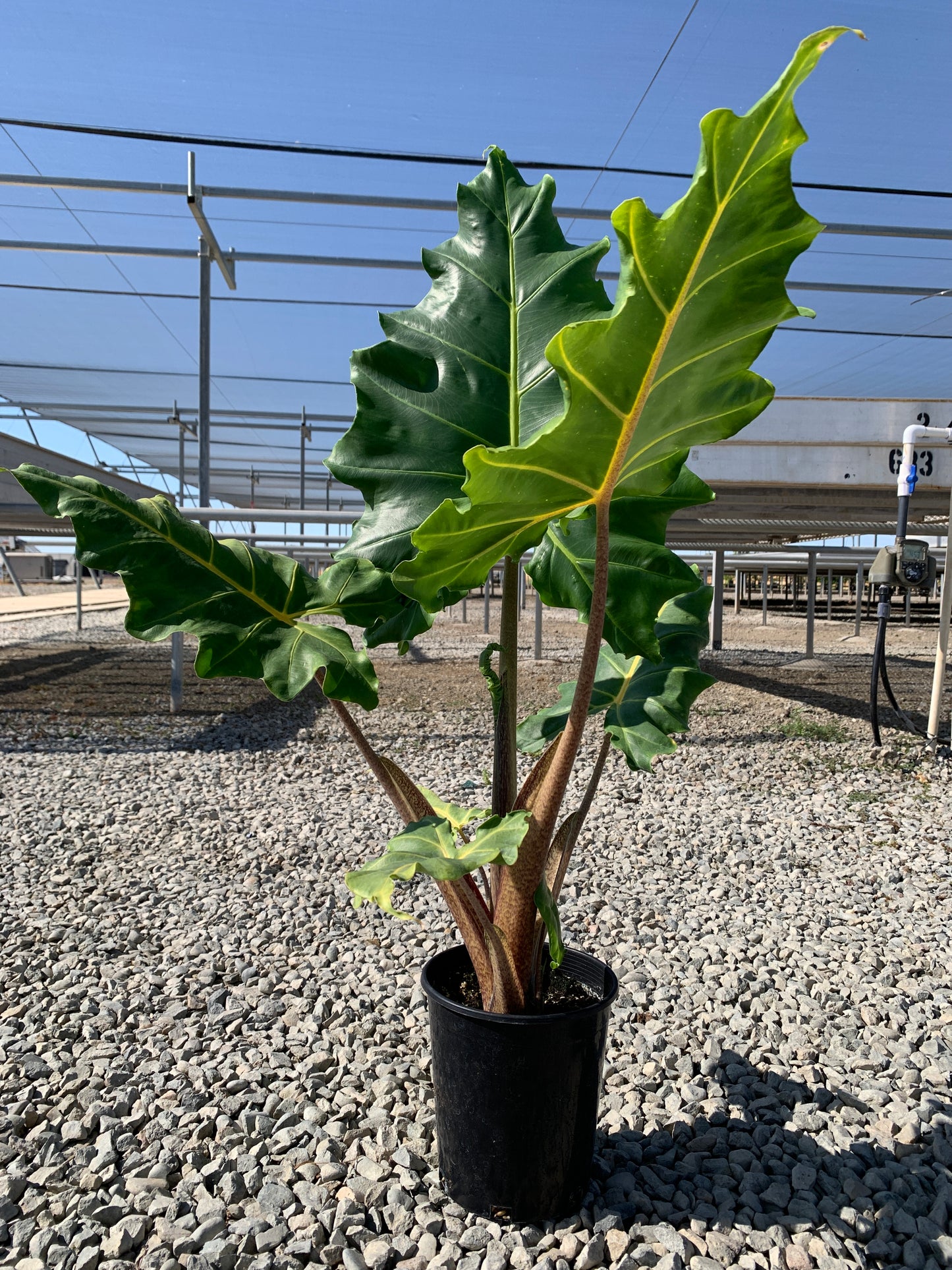 Alocasia 'Golden Dragon' 1 Gallon Plants - MicroStarts