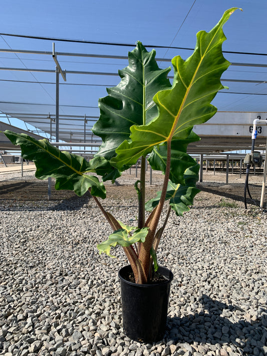 Alocasia 'Golden Dragon'