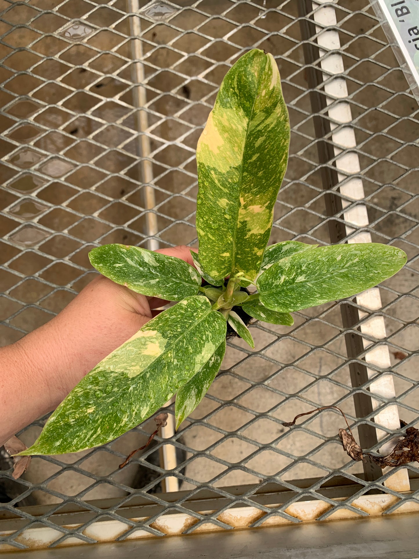 Variegated Philodendron 'Ring of Fire' Starter Plants - MicroStarts Plant Plugs