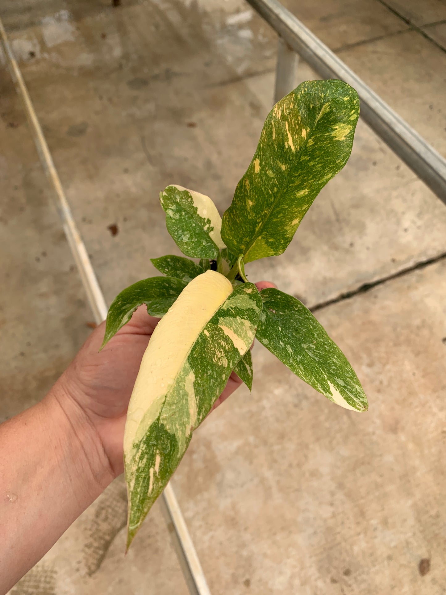 Variegated Philodendron 'Ring of Fire' Starter Plants - MicroStarts Plant Plugs