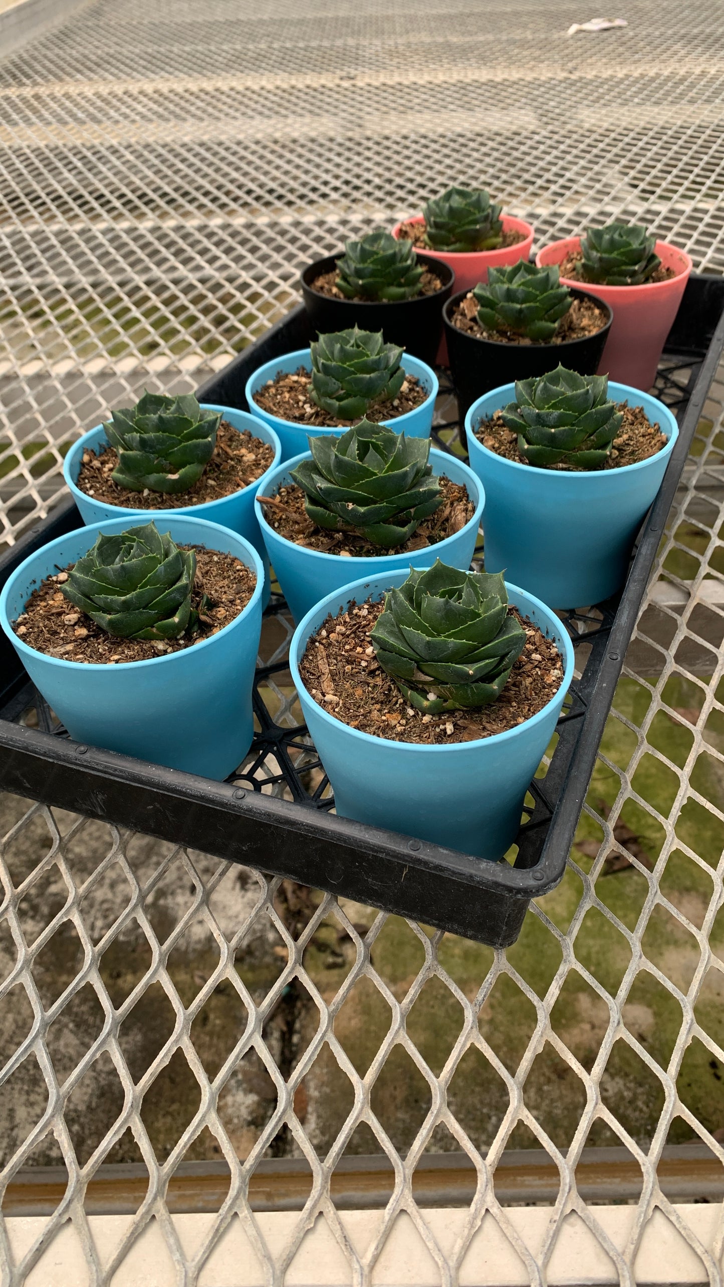 Agave 'Pixie' Succulent in Colorful Pots - MicroStarts