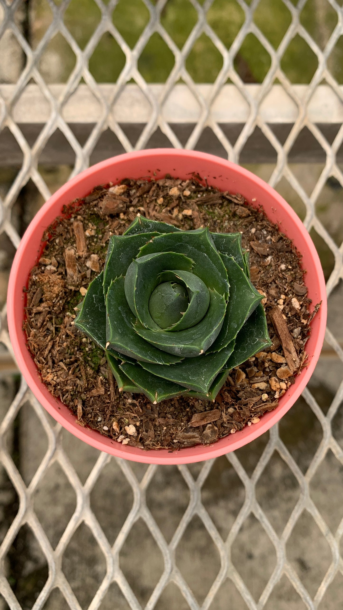 Agave 'Pixie' Succulent in Colorful Pots - MicroStarts