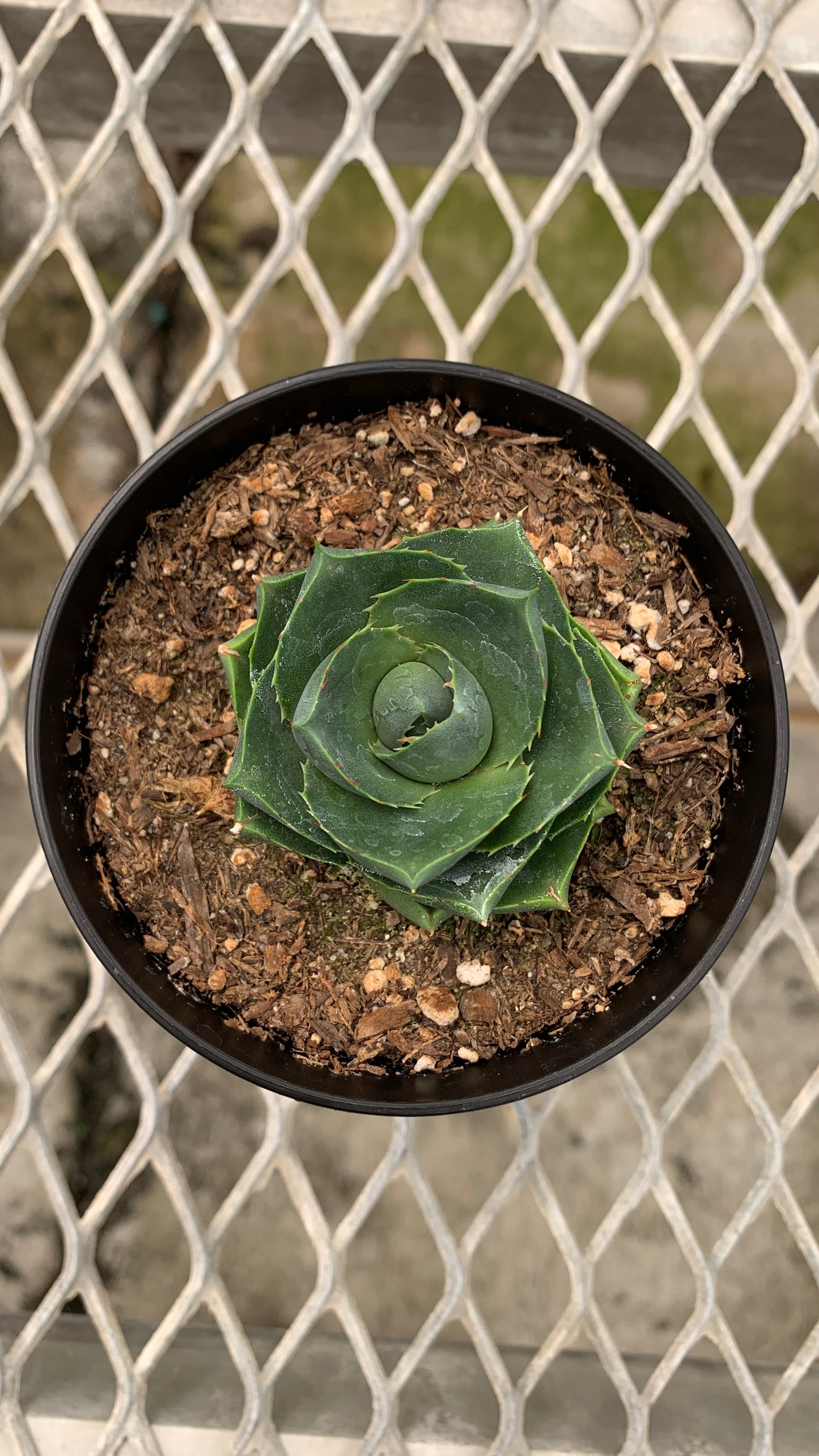 Agave 'Pixie' Succulent in Colorful Pots - MicroStarts