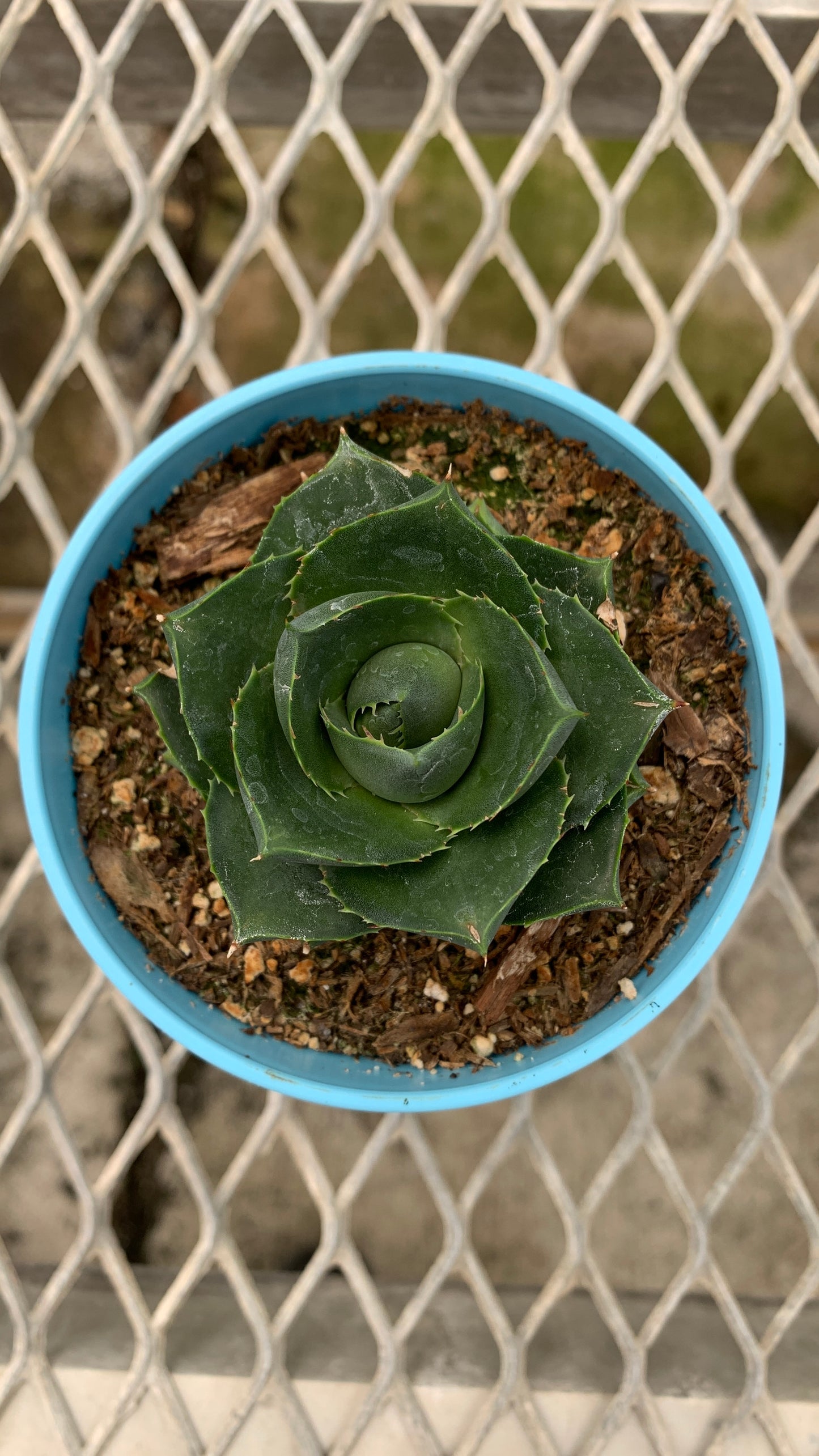 Agave 'Pixie' Succulent in Colorful Pots - MicroStarts