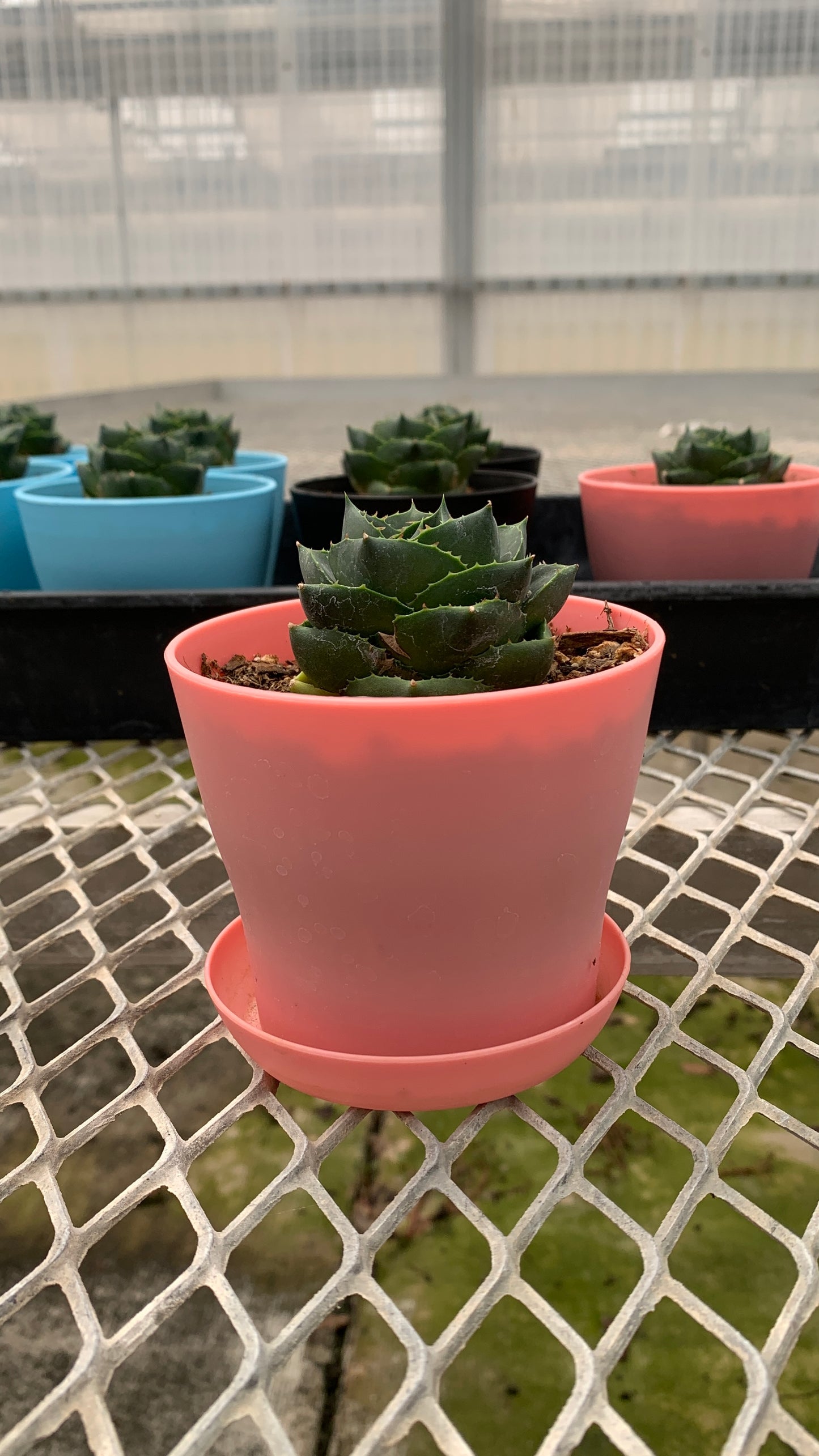 Agave 'Pixie' Succulent in Colorful Pots - MicroStarts