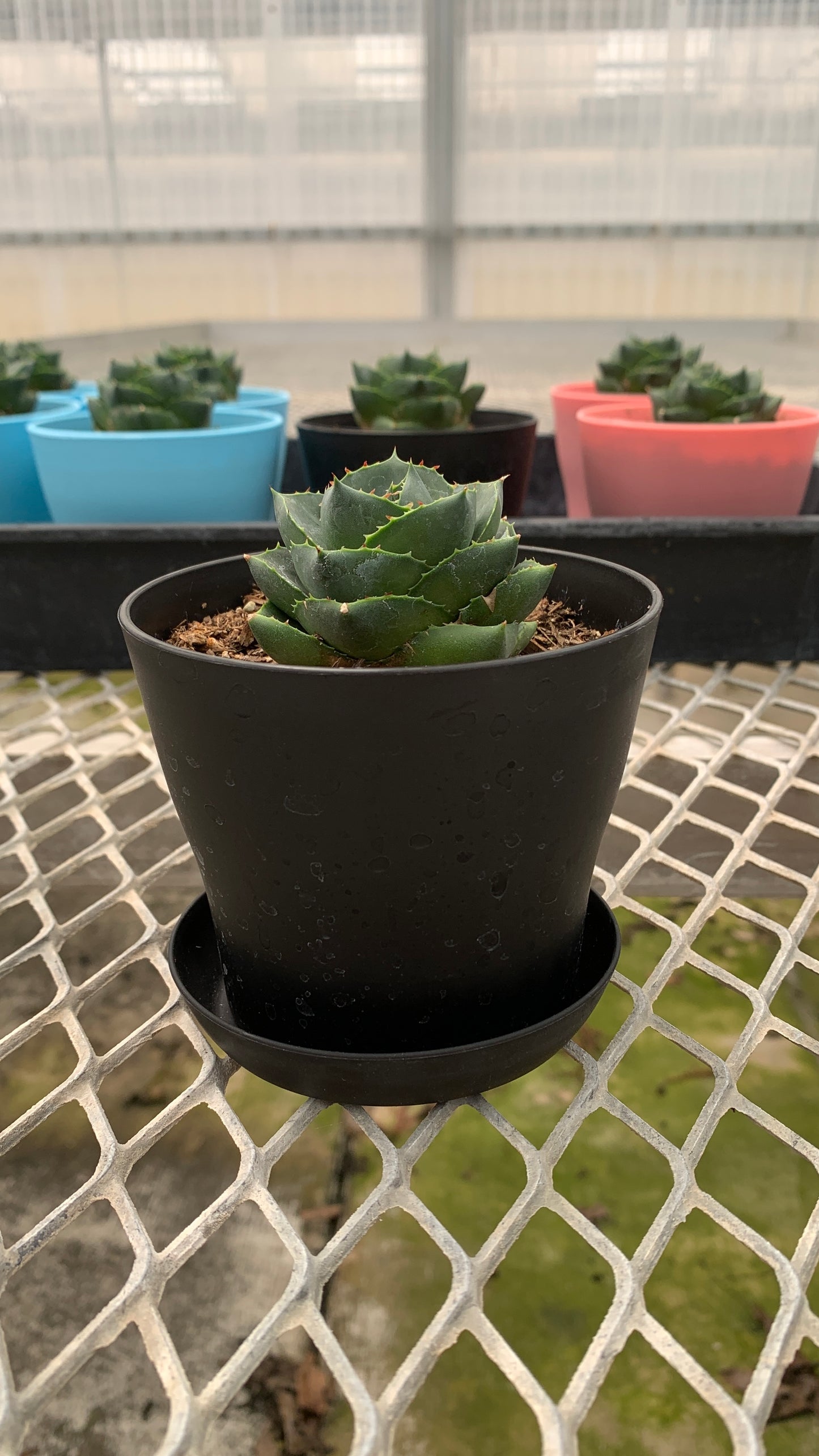 Agave 'Pixie' Succulent in Colorful Pots - MicroStarts