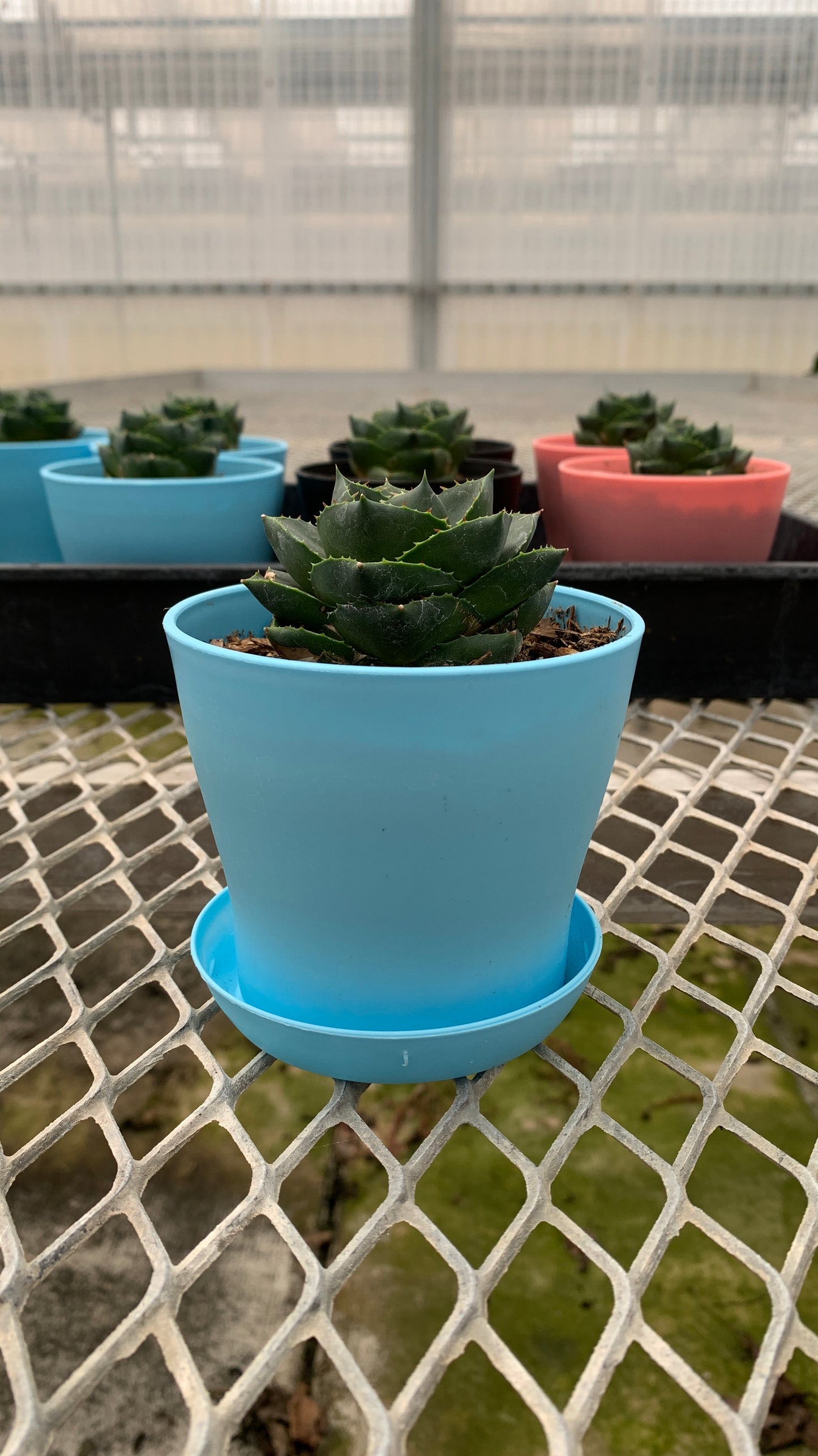 Agave 'Pixie' Succulent in Colorful Pots - MicroStarts