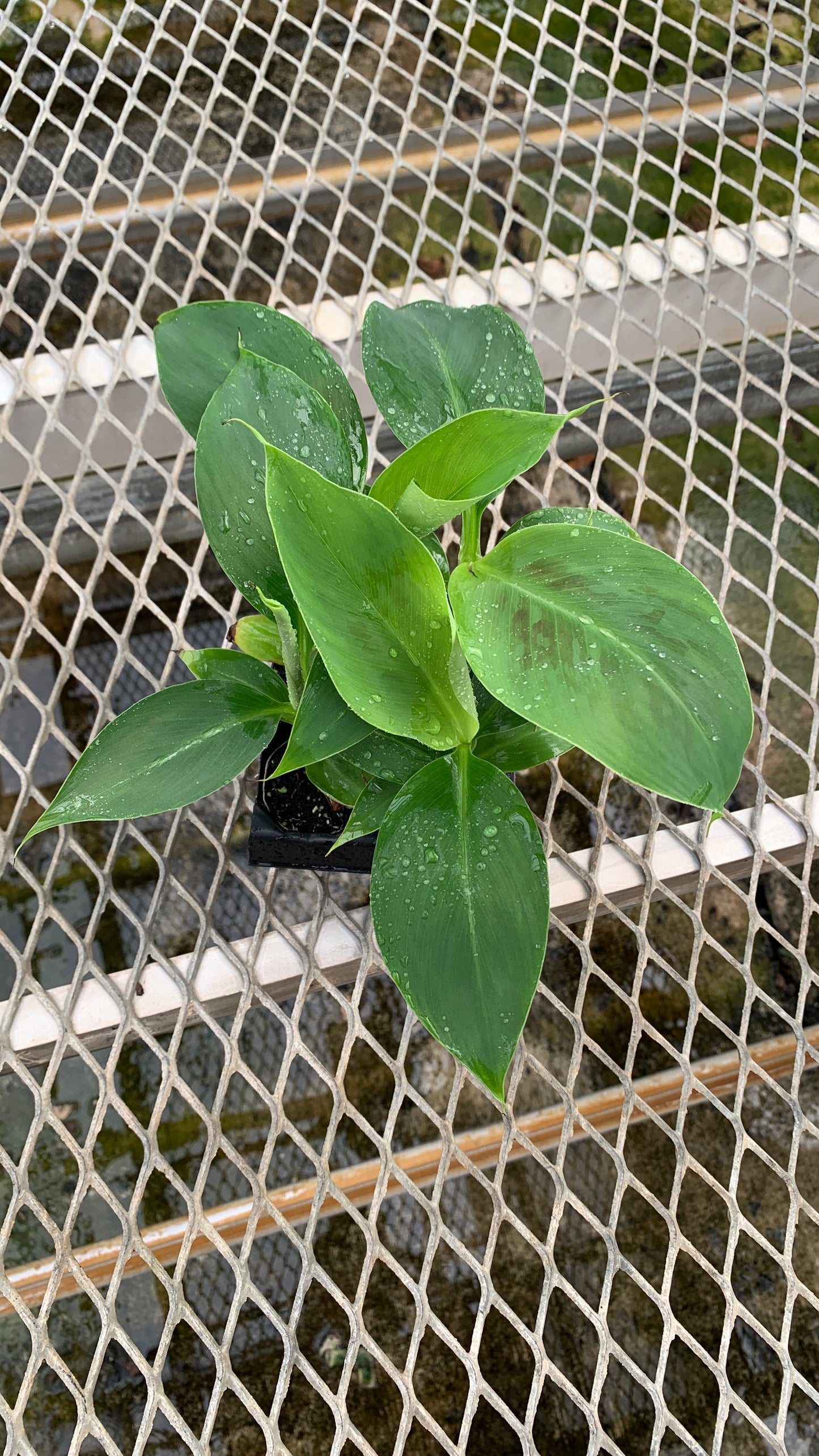 'Dwarf Cavendish' Banana Tissue Culture Starter Trees - Musa acuminata - MicroStarts Plant Plugs