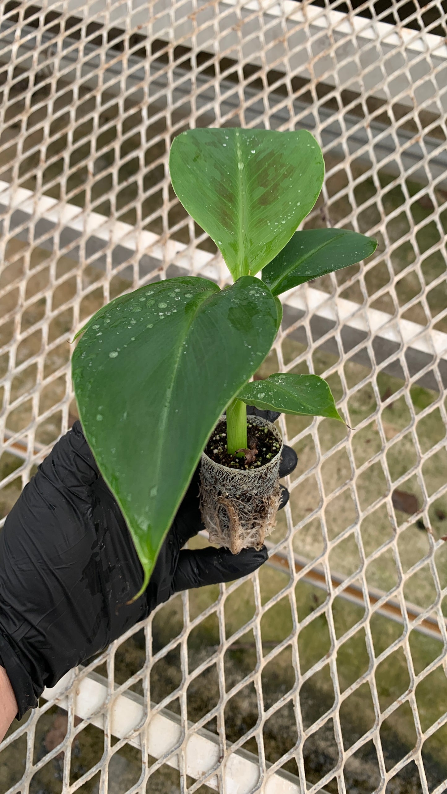 'Dwarf Cavendish' Banana Tissue Culture Starter Trees - Musa acuminata - MicroStarts Plant Plugs