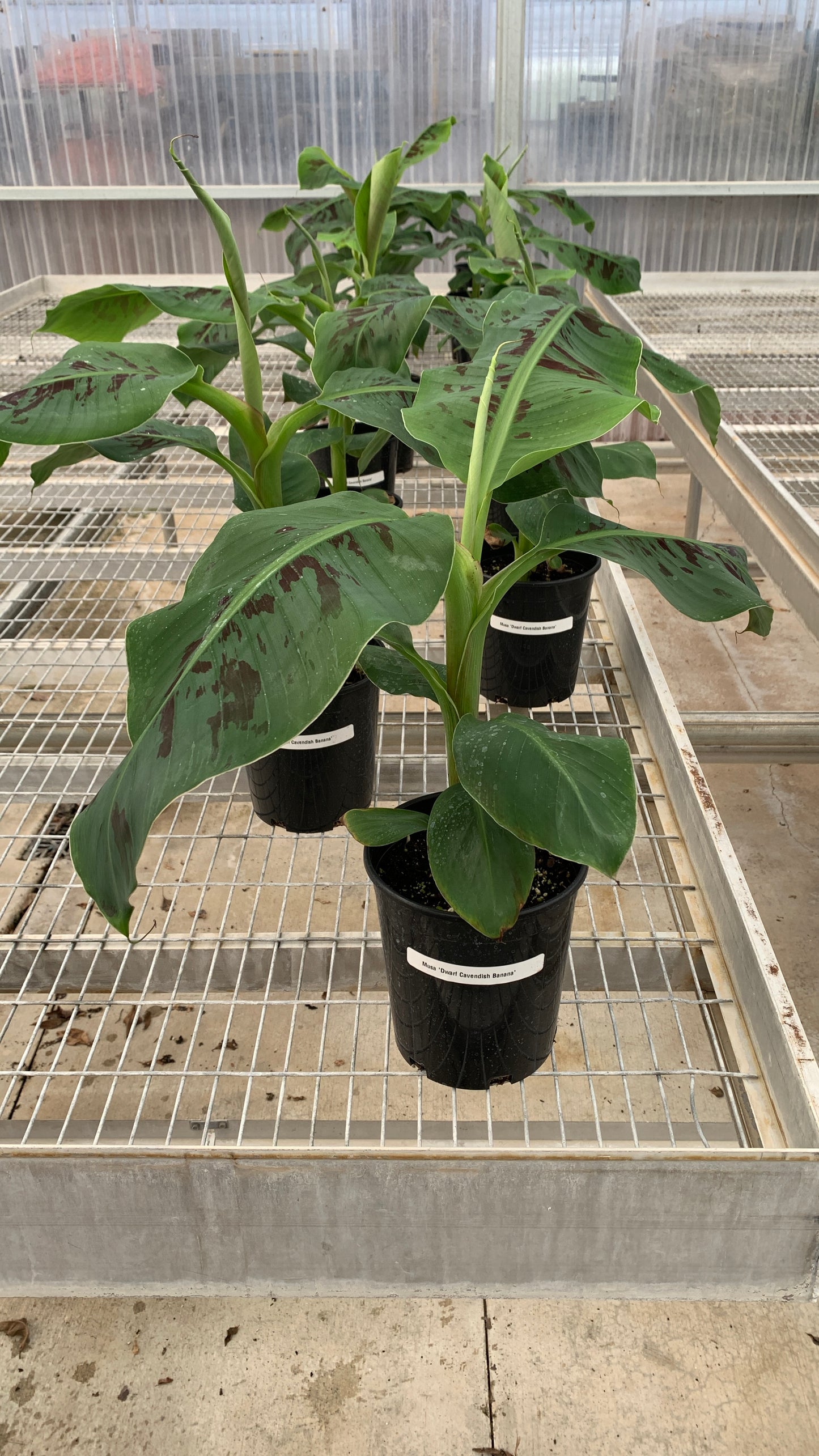 'Dwarf Cavendish' Banana 1 Gallon Tree - Musa acuminata - MicroStarts
