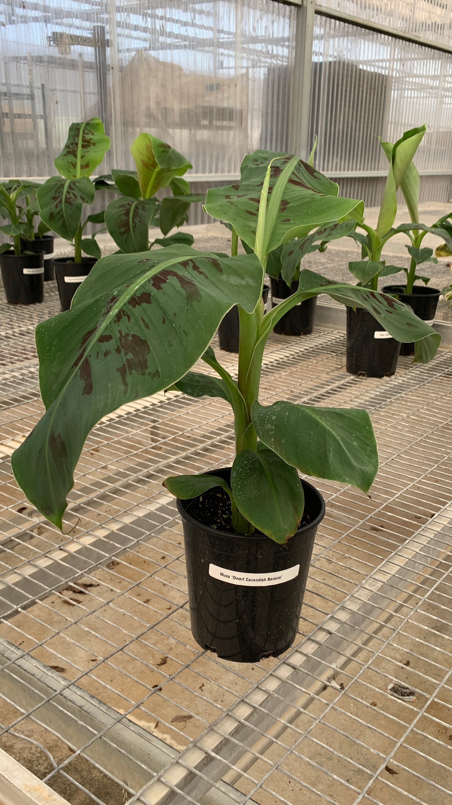 'Dwarf Cavendish' Banana 1 Gallon Tree - Musa acuminata - MicroStarts