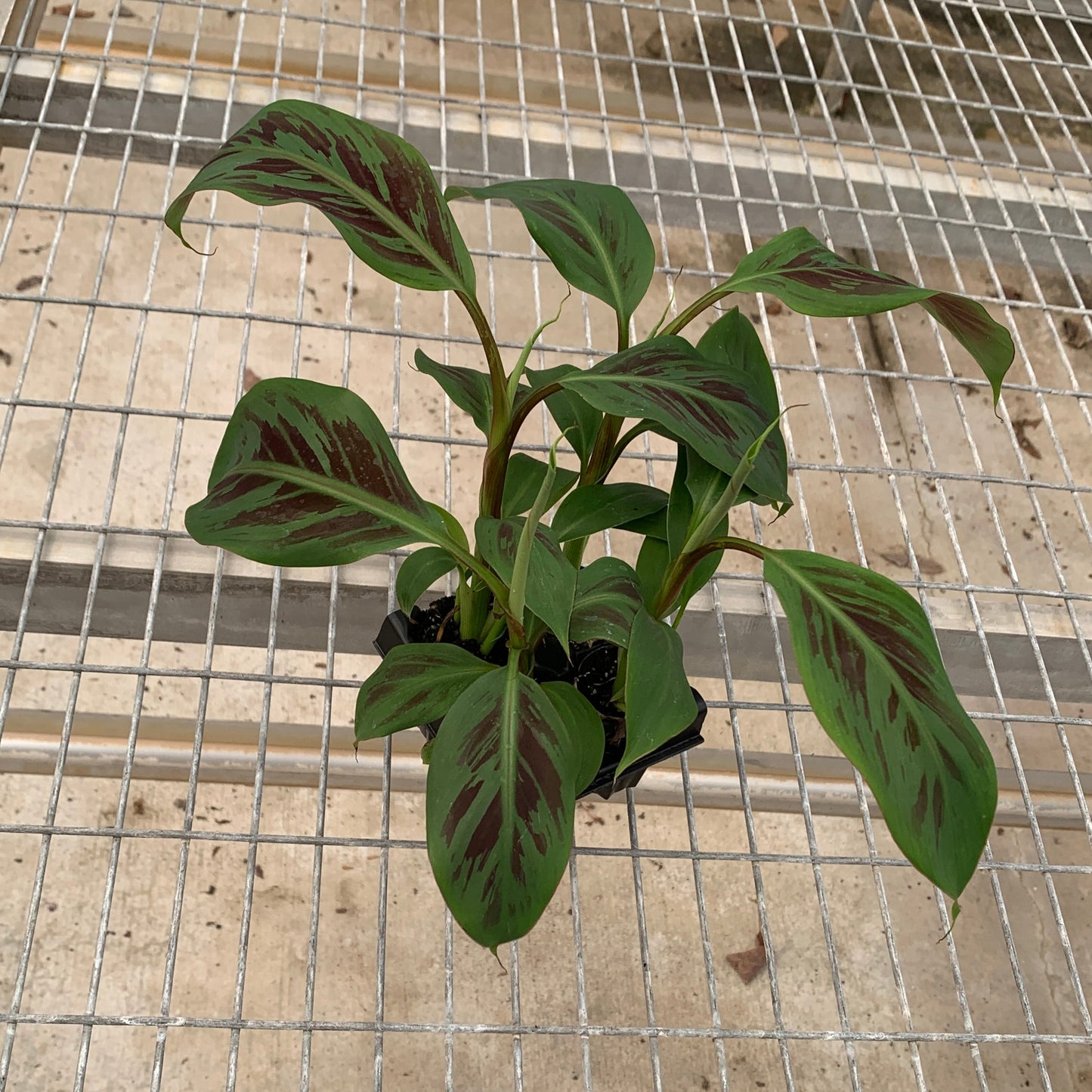 four young banana plants with red variegation on their leaves on a metal grid surface