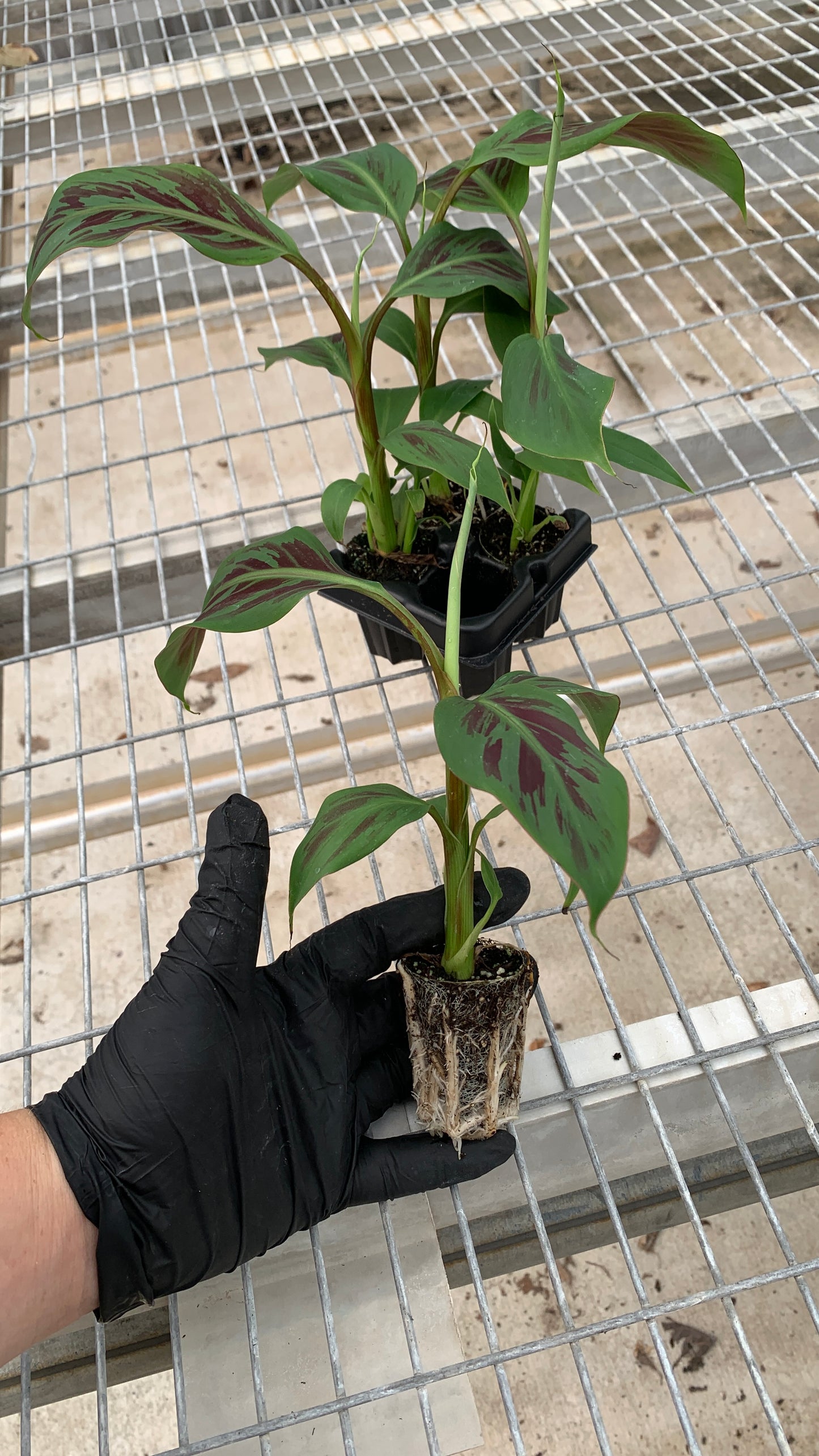 Zebrina Banana Tissue Culture Starter Trees - Musa acuminata - MicroStarts Plant Plugs