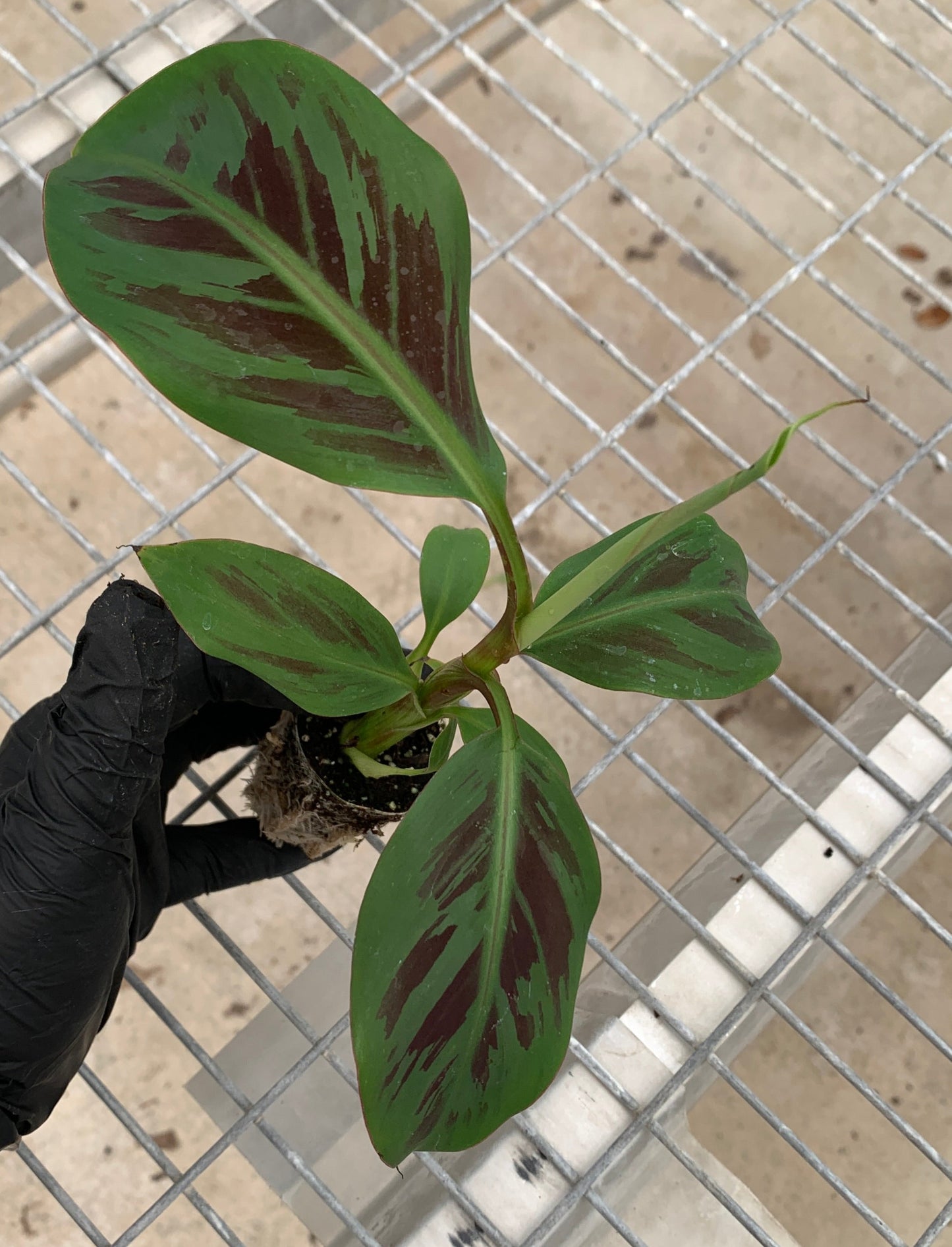 Zebrina Banana Tissue Culture Starter Trees - Musa acuminata - MicroStarts Plant Plugs