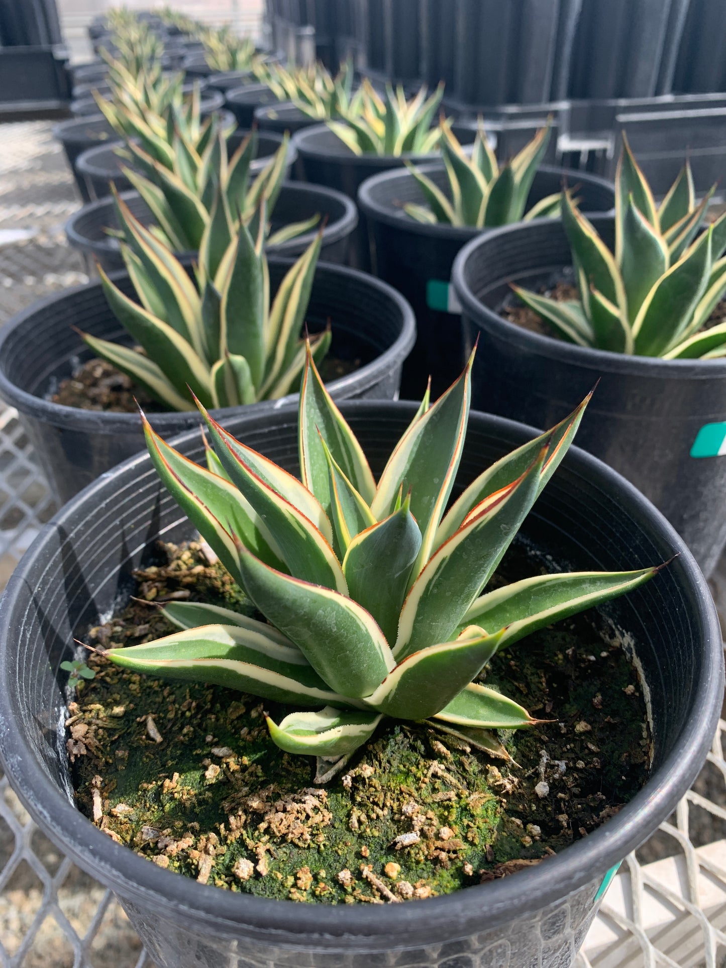 Agave 'Snow Glow', Variegated Blue Glow Succulent 1 Gallon Plants - MicroStarts