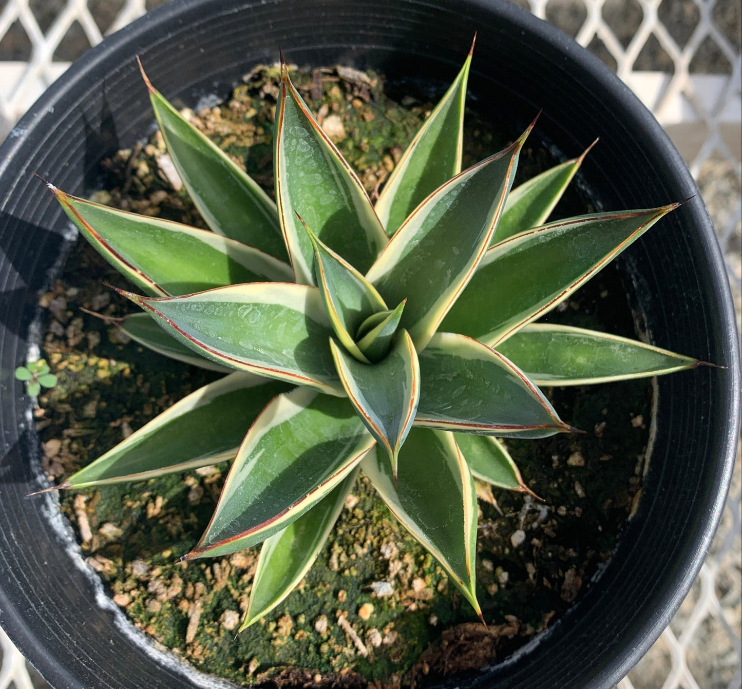 Agave 'Snow Glow', Variegated Blue Glow Succulent 1 Gallon Plants - MicroStarts