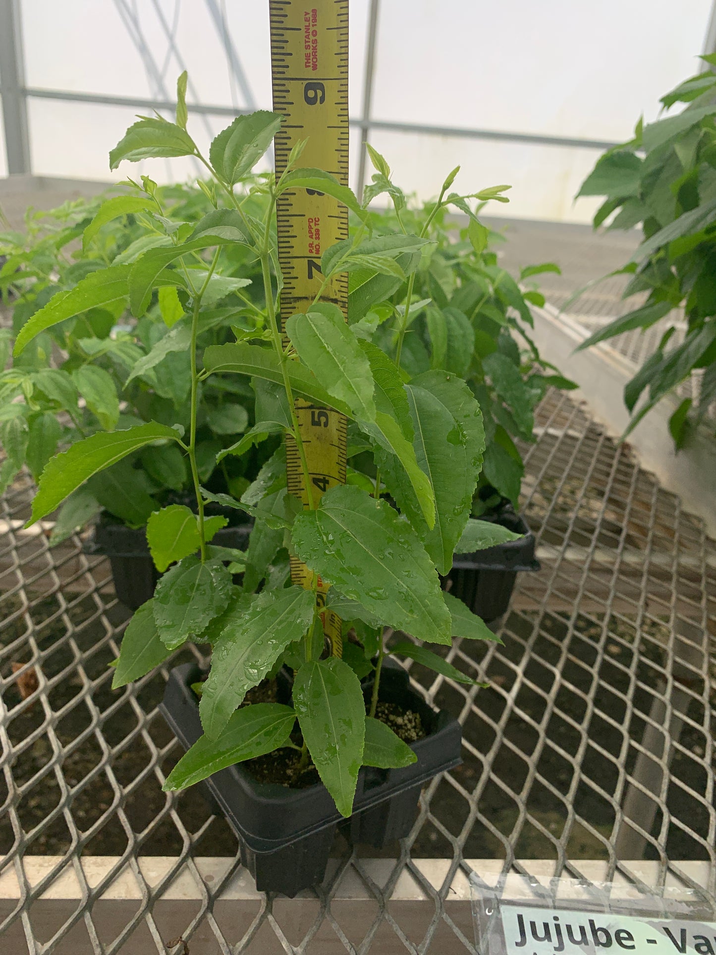 Jujube GA 866 Starter Trees - MicroStarts Tissue Culture (Own Root) Starter Tree 4 Pack