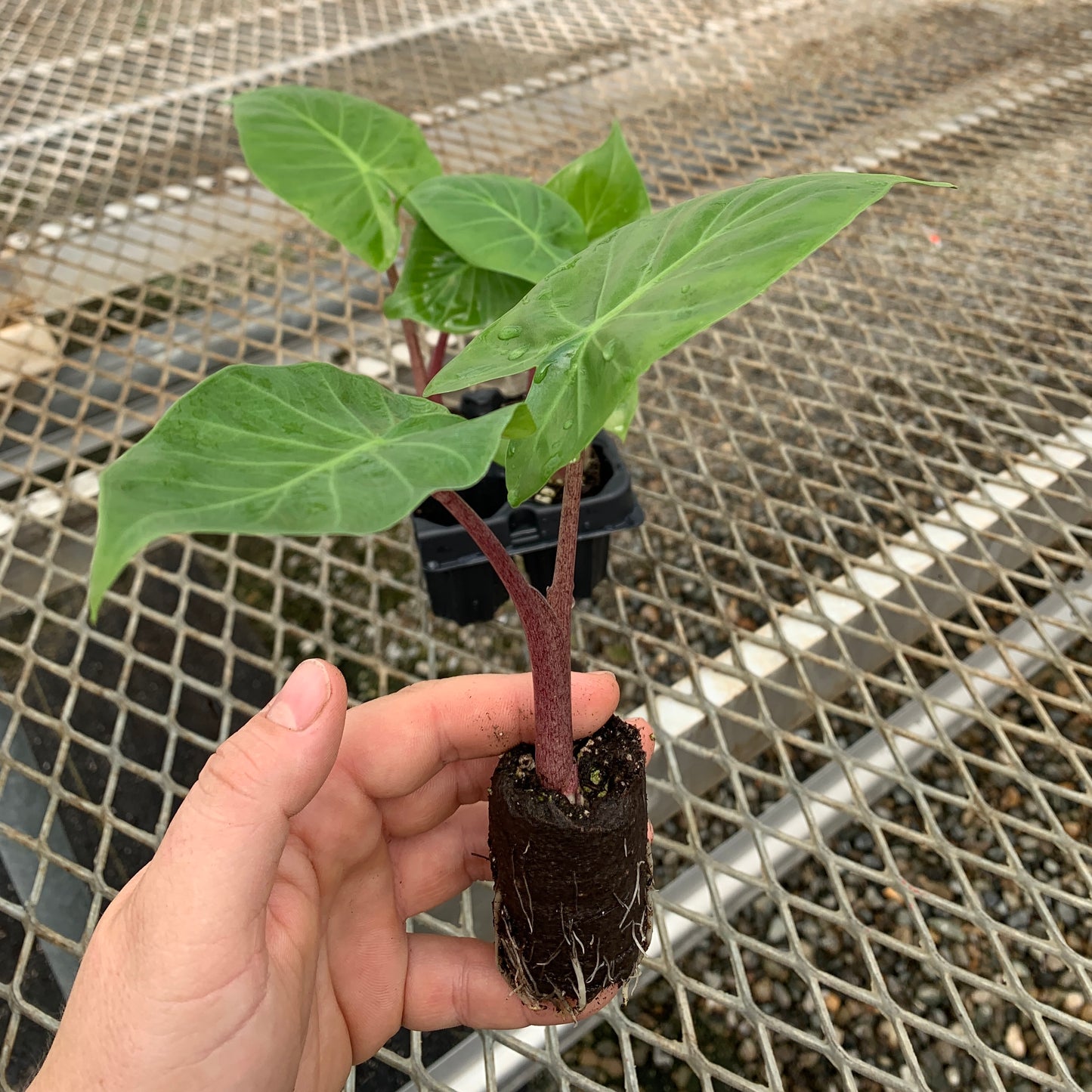 Alocasia 'Imperial Red' Elephant Ear Starter Plants - MicroStarts Plant Plugs