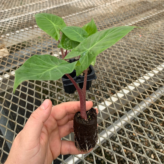 Alocasia 'Imperial Red'