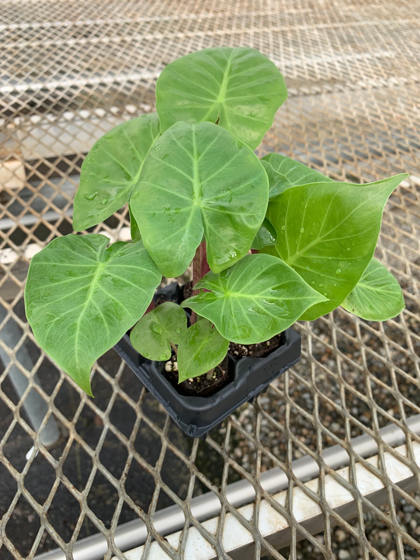Alocasia 'Imperial Red' Elephant Ear Starter Plants - MicroStarts Plant Plugs