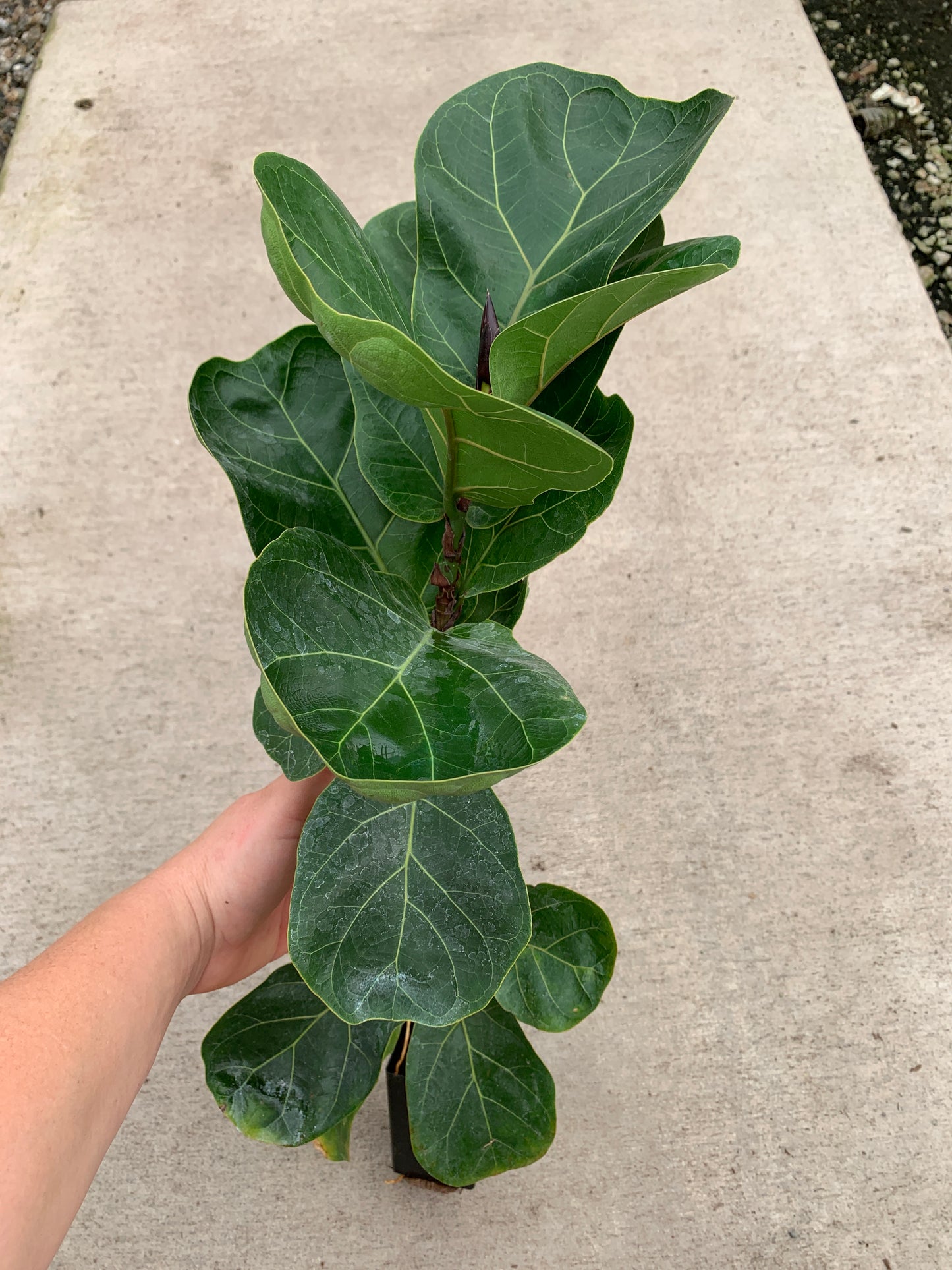Dwarf Fiddle Leaf Fig A.K.A. Ficus lyrata 'Bambino' Tissue Culture (TC) Starter Plants