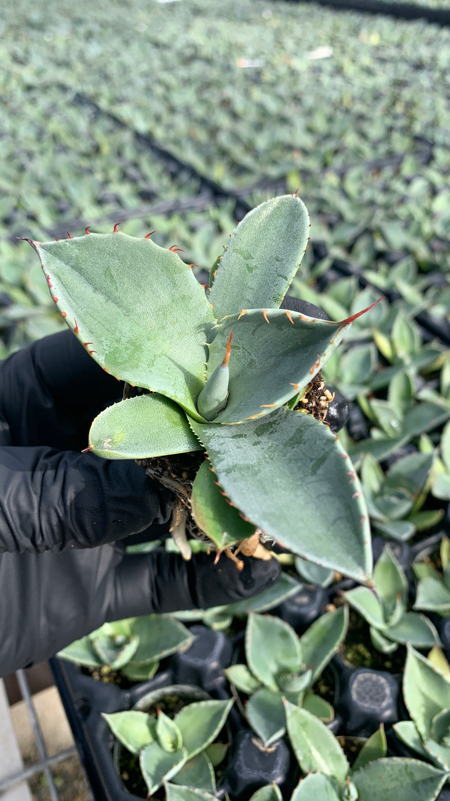Agave parryi 'Truncata', Artichoke Agave Succulent Starter Plants - MicroStarts Plant Plugs 4 Pack