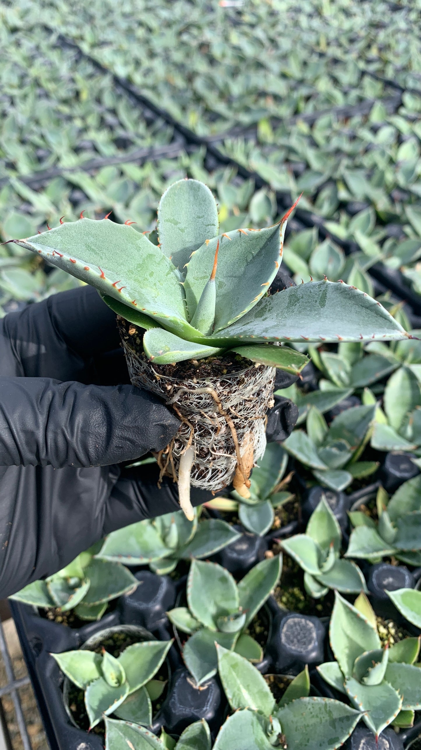 Agave parryi 'Truncata', Artichoke Agave Succulent Starter Plants - MicroStarts Plant Plugs 4 Pack