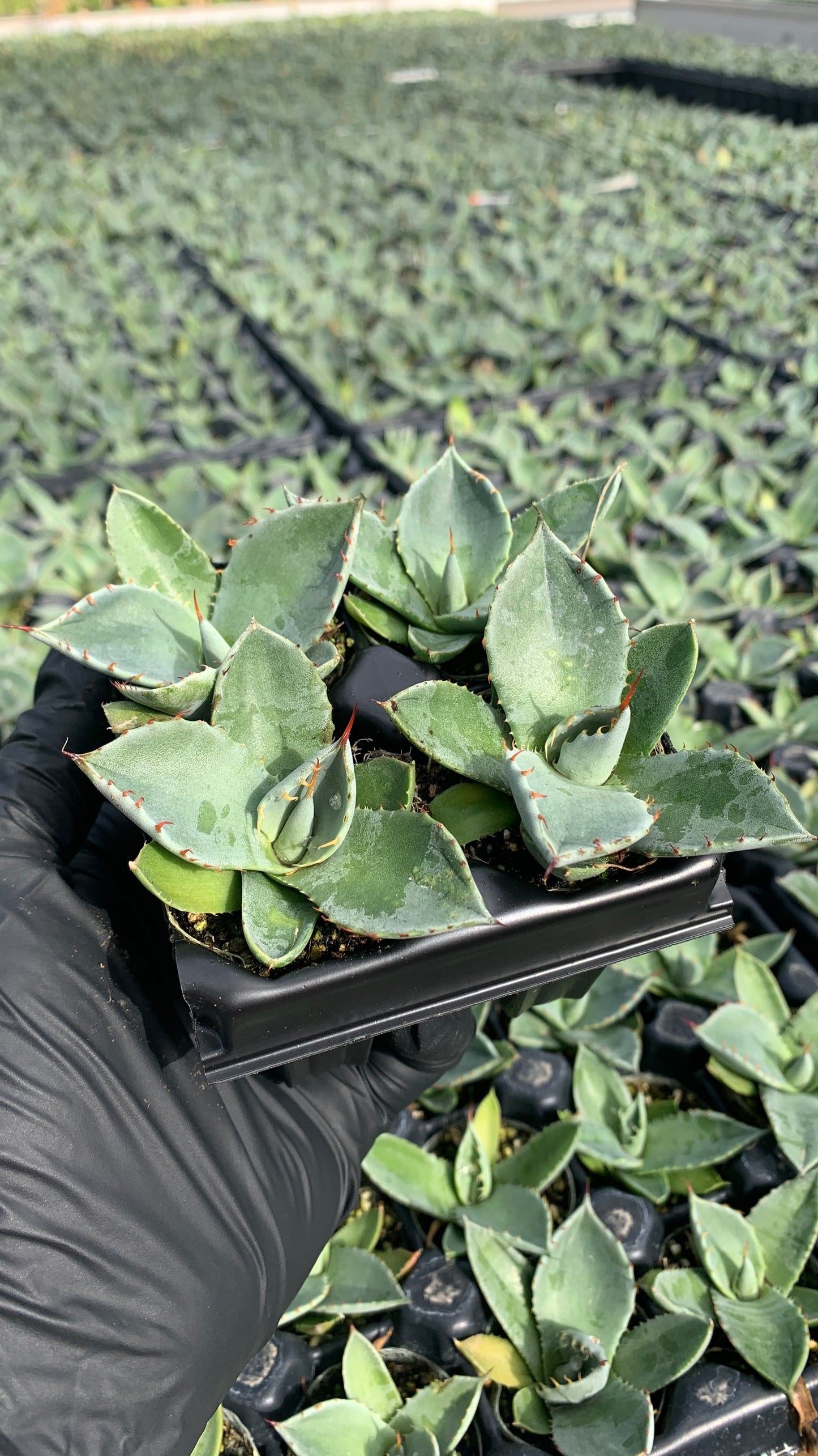 Agave parryi 'Truncata', Artichoke Agave Succulent Starter Plants - MicroStarts Plant Plugs 4 Pack