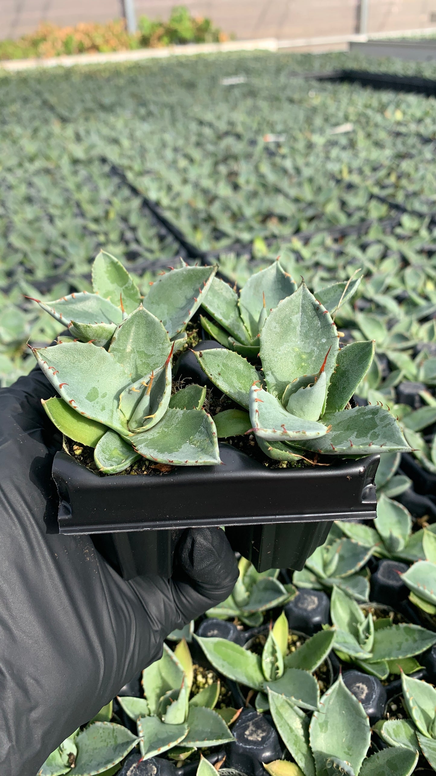 Agave parryi 'Truncata', Artichoke Agave Succulent Starter Plants - MicroStarts Plant Plugs 4 Pack
