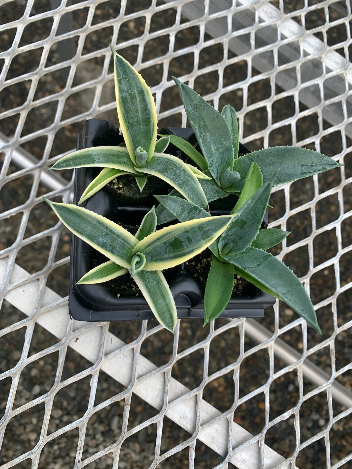 Agave Succulent Starter Plant 2x2 Pack - MicroStarts Plant Plugs