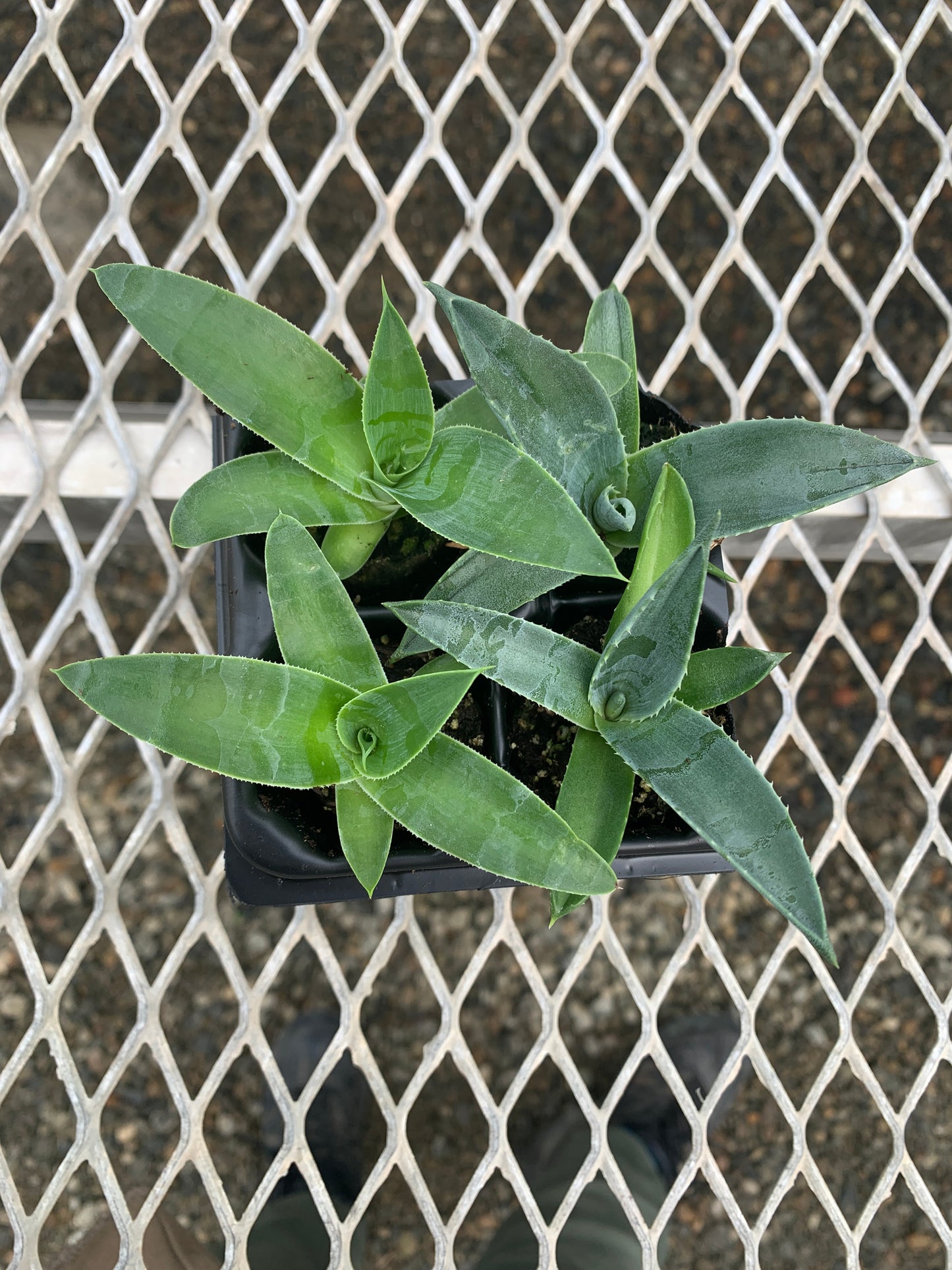 Agave Succulent Starter Plant 2x2 Pack - MicroStarts Plant Plugs