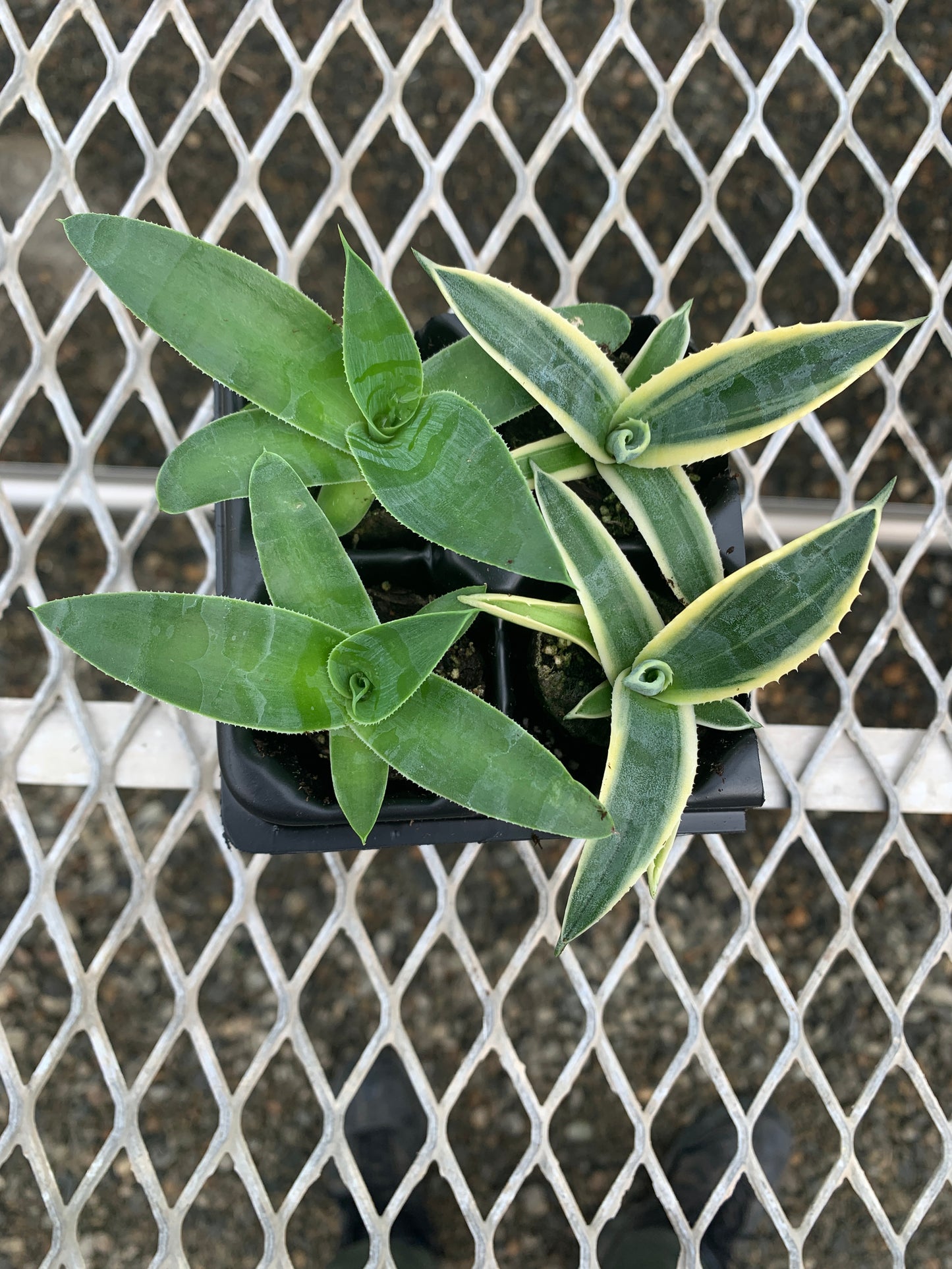 Agave Succulent Starter Plant 2x2 Pack - MicroStarts Plant Plugs