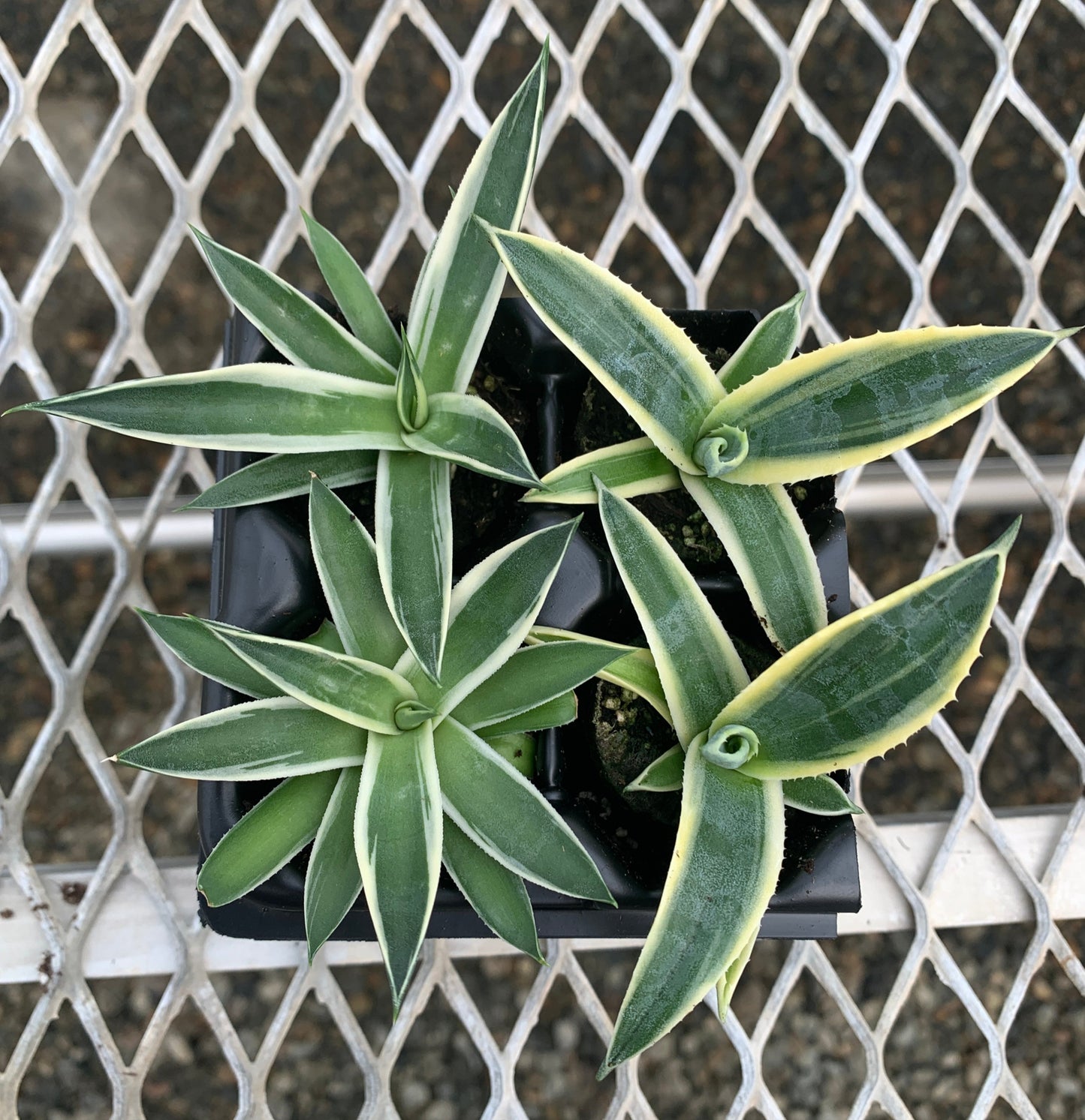 Agave Succulent Starter Plant 2x2 Pack - MicroStarts Plant Plugs