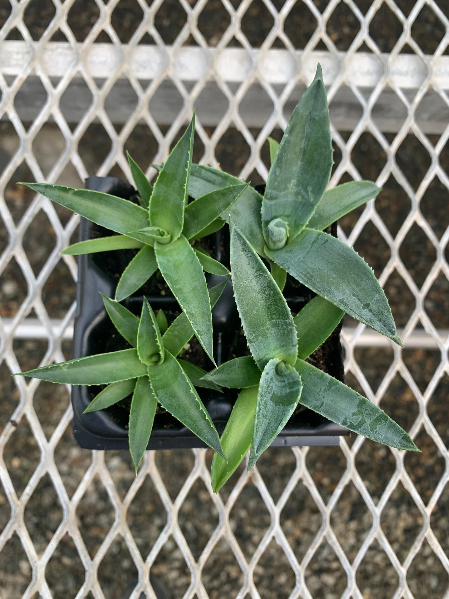 Agave Succulent Starter Plant 2x2 Pack - MicroStarts Plant Plugs