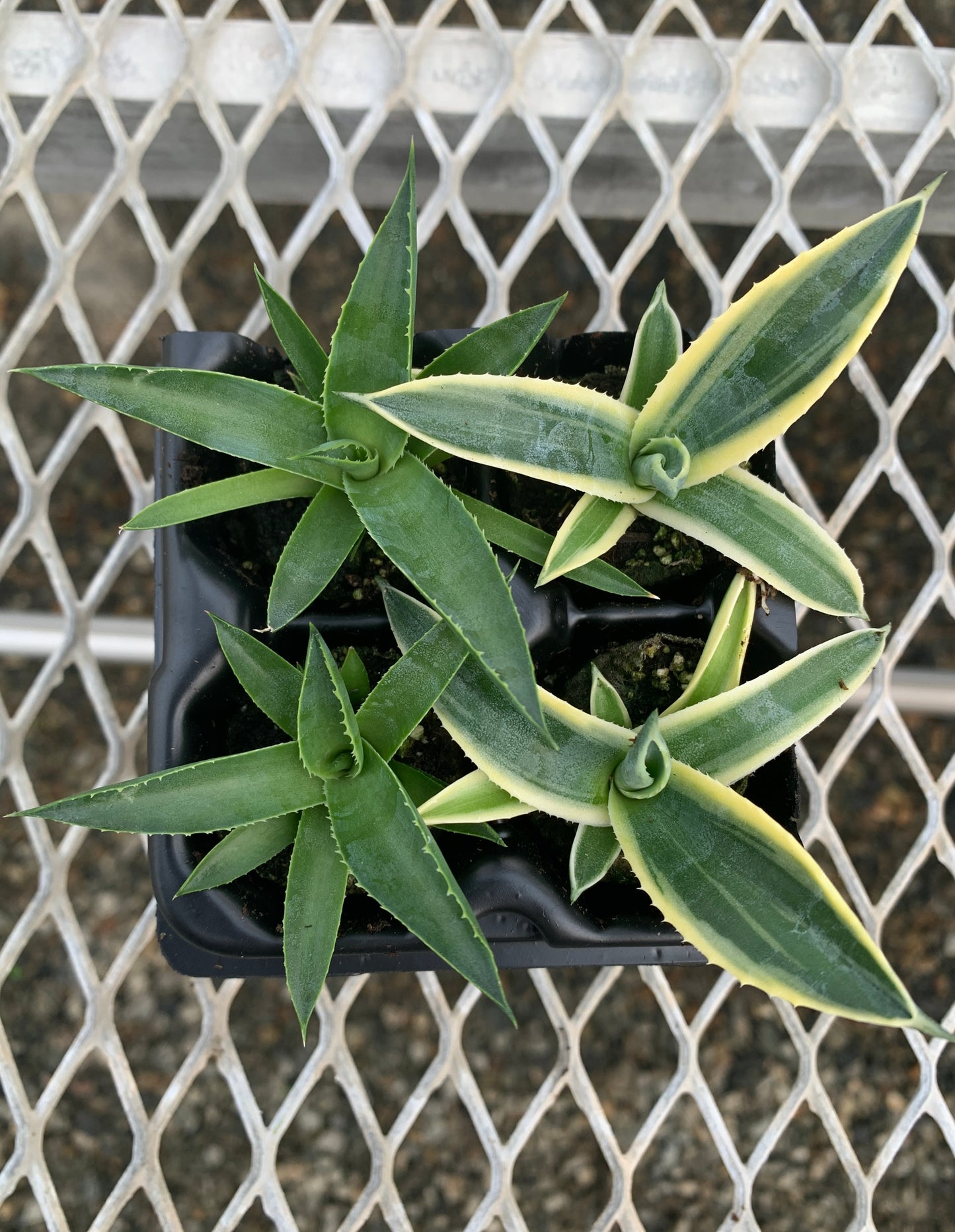 Agave Succulent Starter Plant 2x2 Pack - MicroStarts Plant Plugs