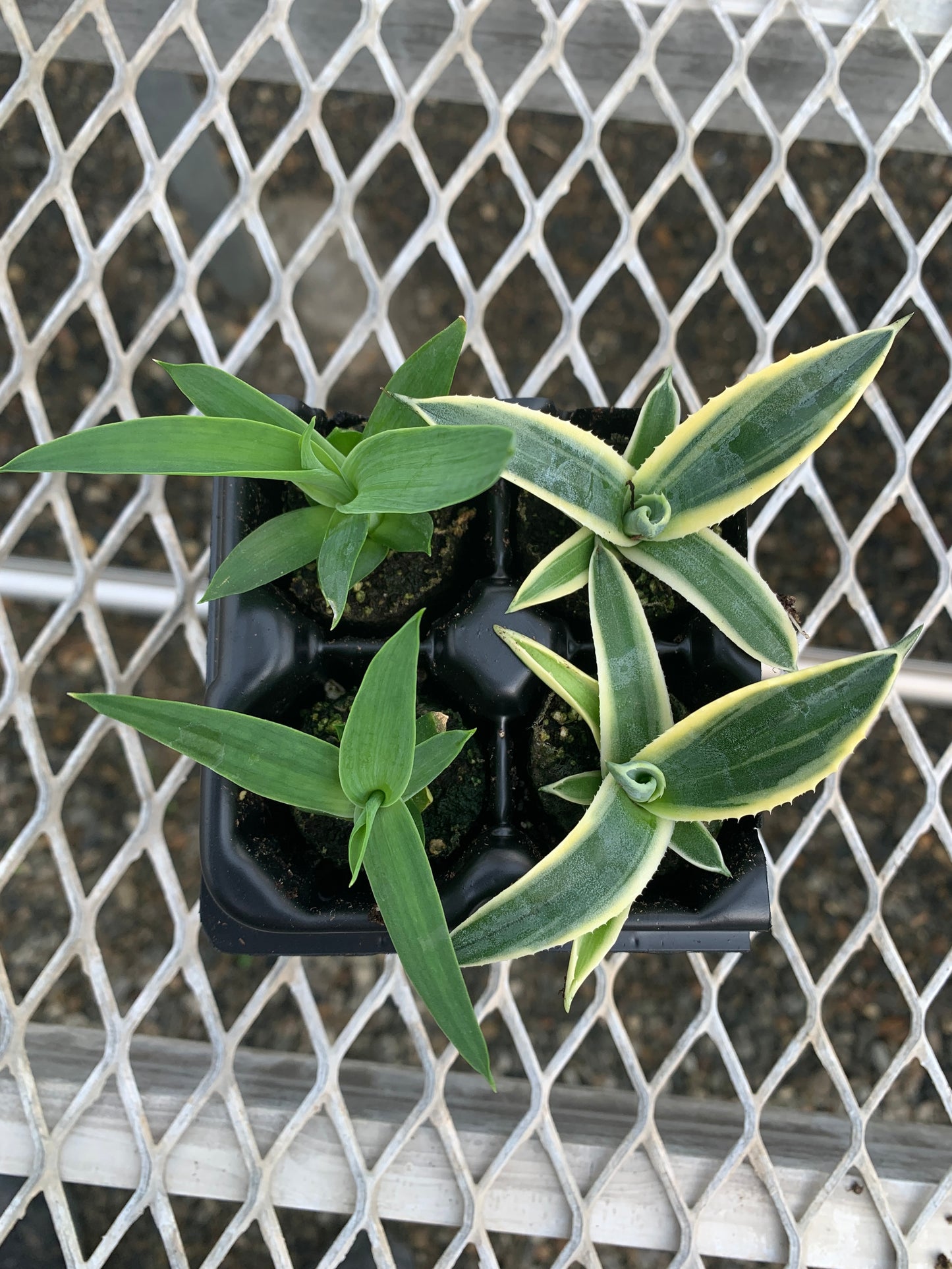 Agave Succulent Starter Plant 2x2 Pack - MicroStarts Plant Plugs