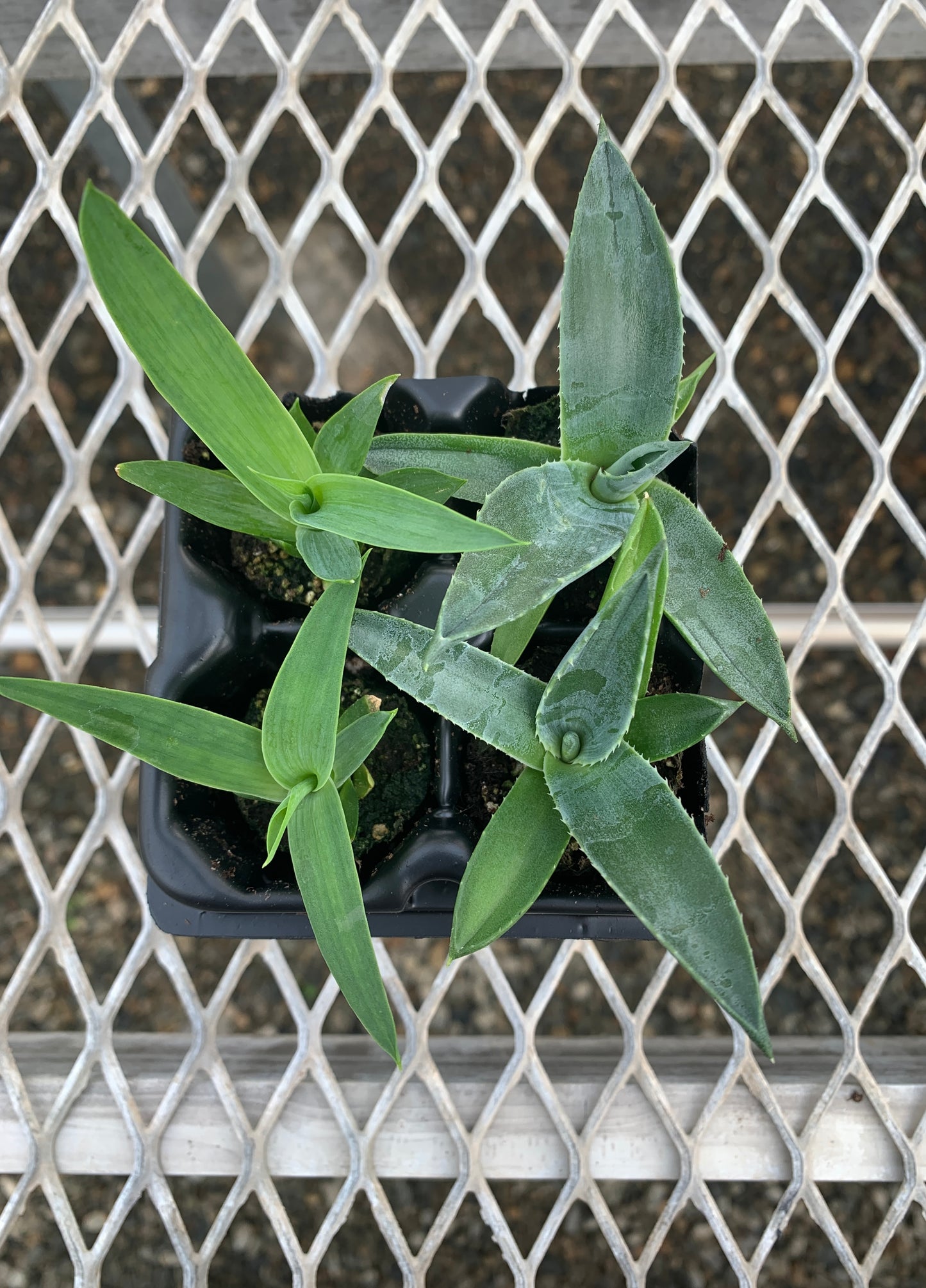 Agave Succulent Starter Plant 2x2 Pack - MicroStarts Plant Plugs