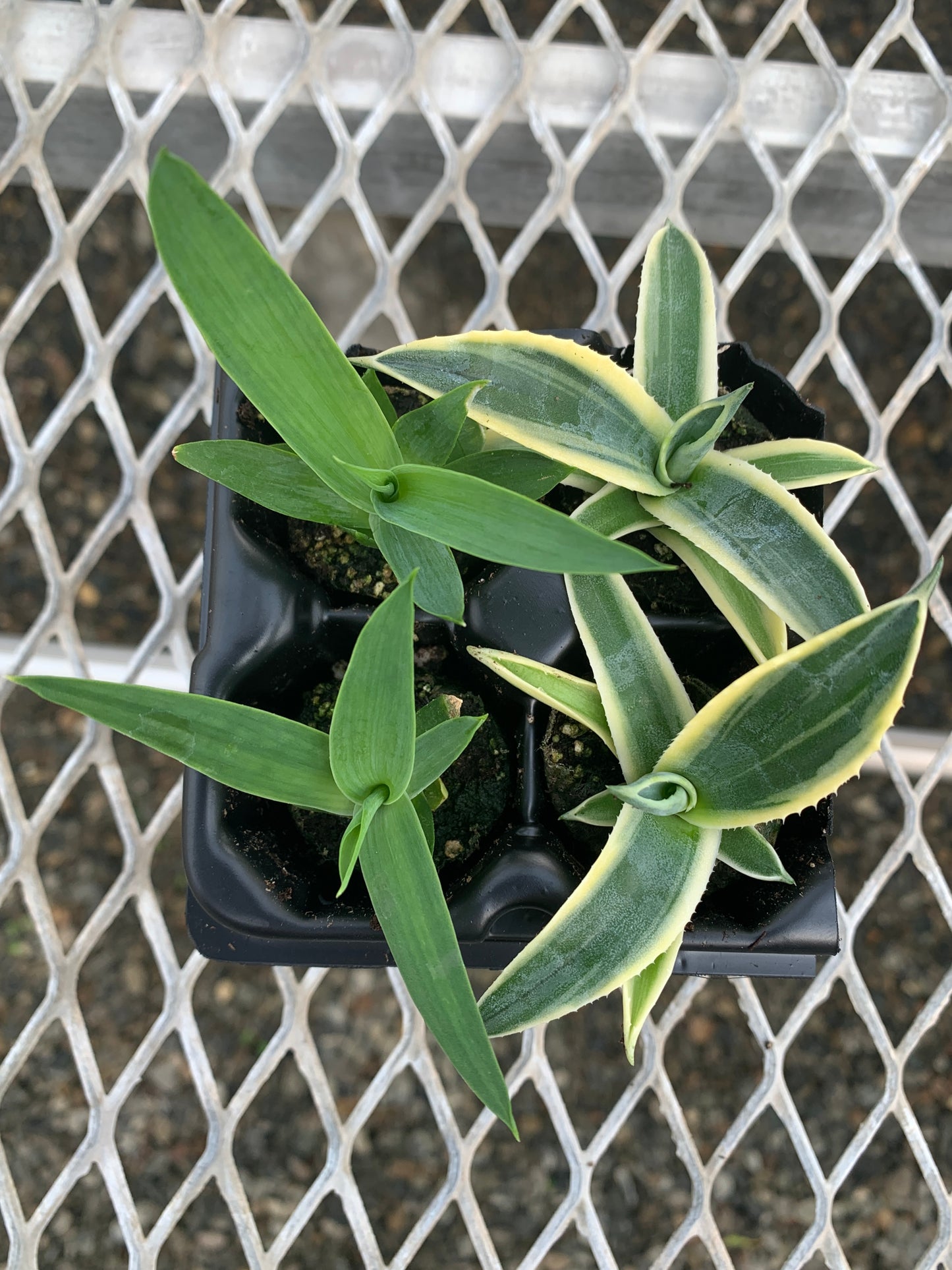 Agave Succulent Starter Plant 2x2 Pack - MicroStarts Plant Plugs