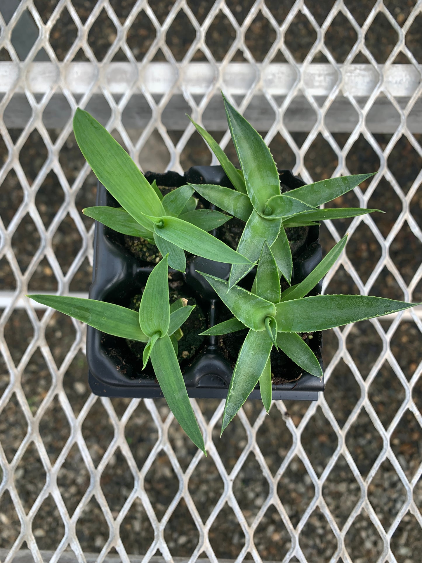 Agave Succulent Starter Plant 2x2 Pack - MicroStarts Plant Plugs