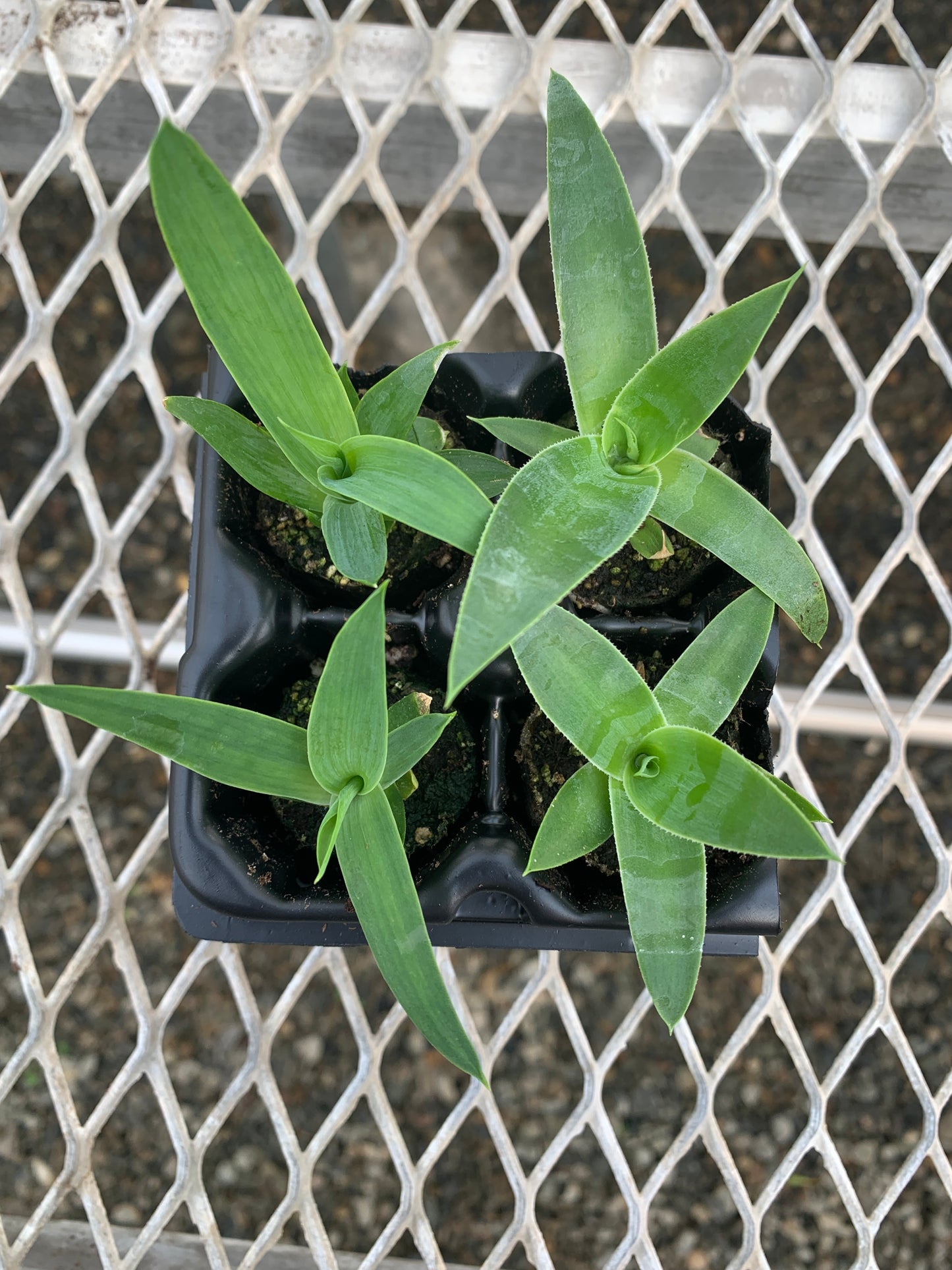 Agave Succulent Starter Plant 2x2 Pack - MicroStarts Plant Plugs