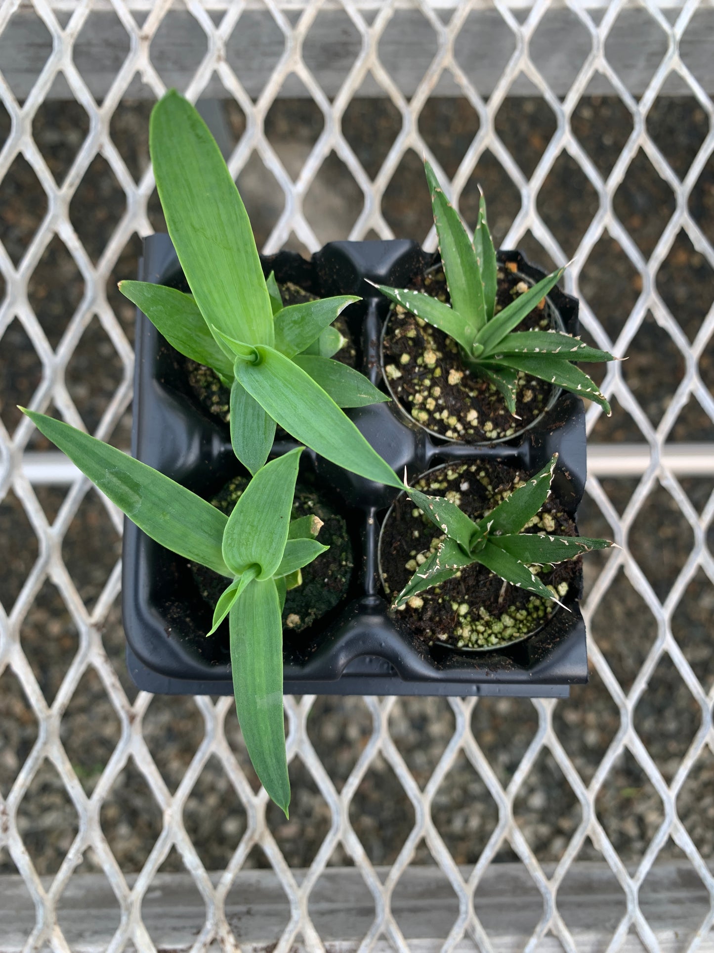 Agave Succulent Starter Plant 2x2 Pack - MicroStarts Plant Plugs