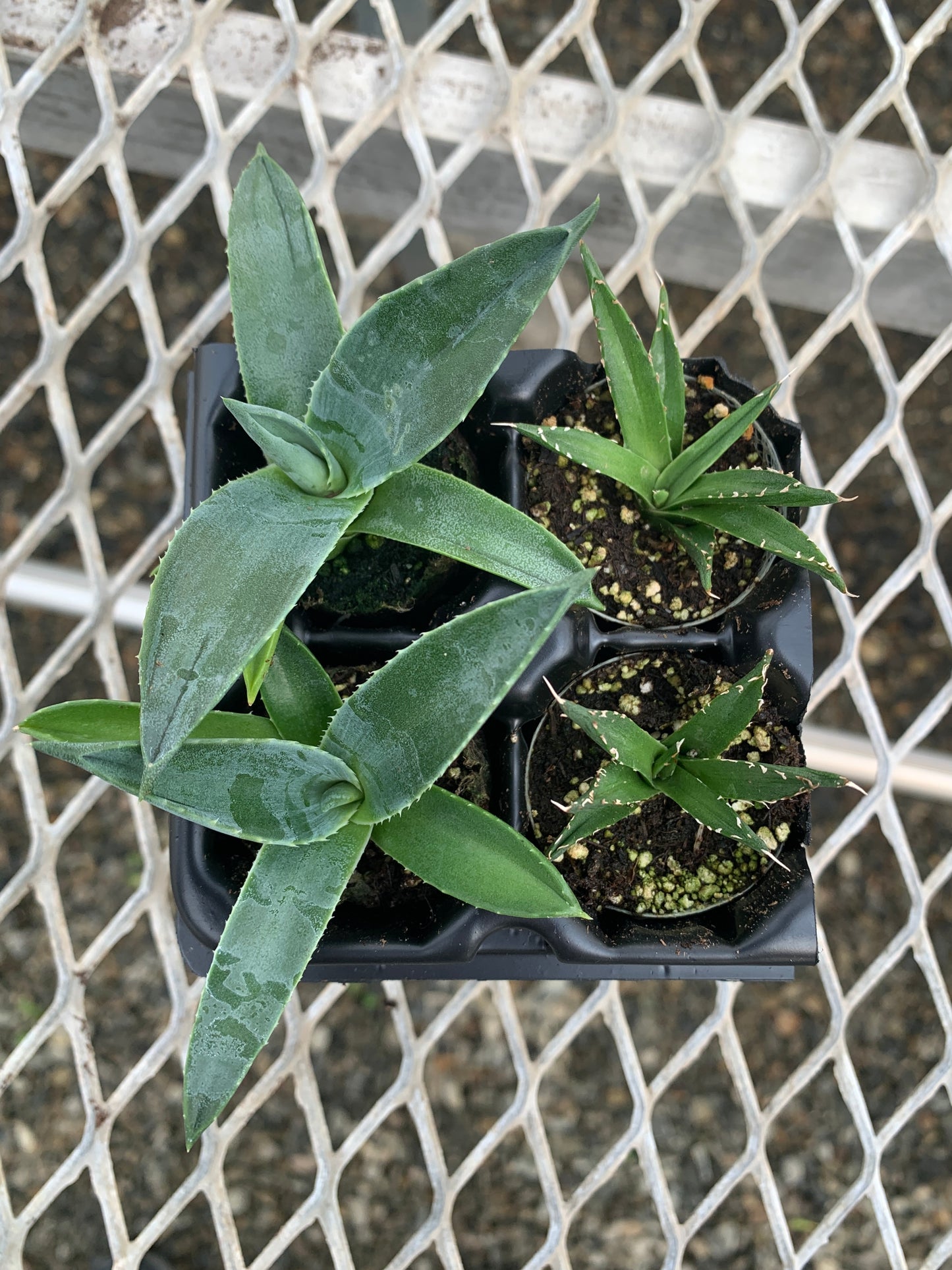 Agave Succulent Starter Plant 2x2 Pack - MicroStarts Plant Plugs