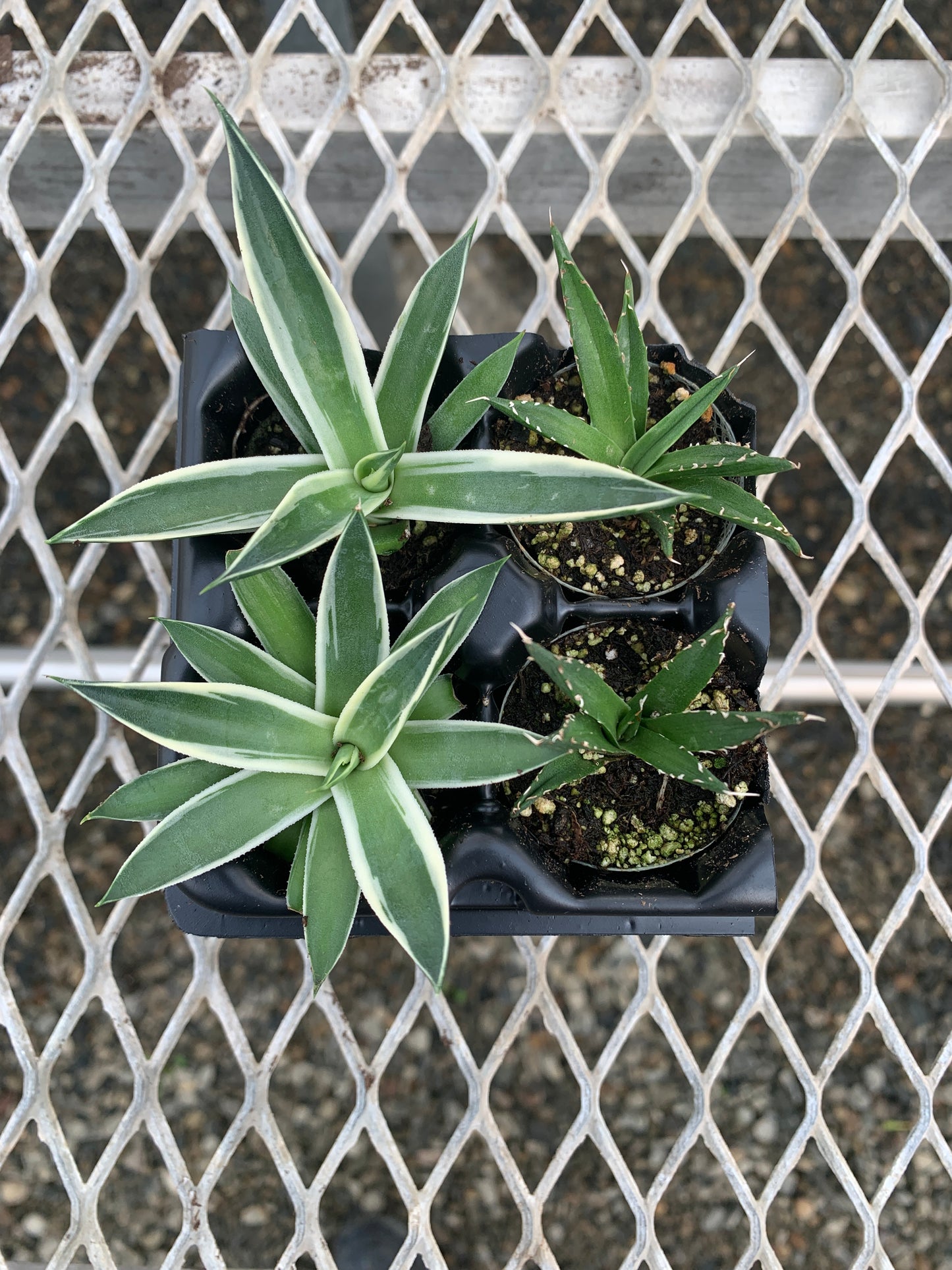 Agave Succulent Starter Plant 2x2 Pack - MicroStarts Plant Plugs