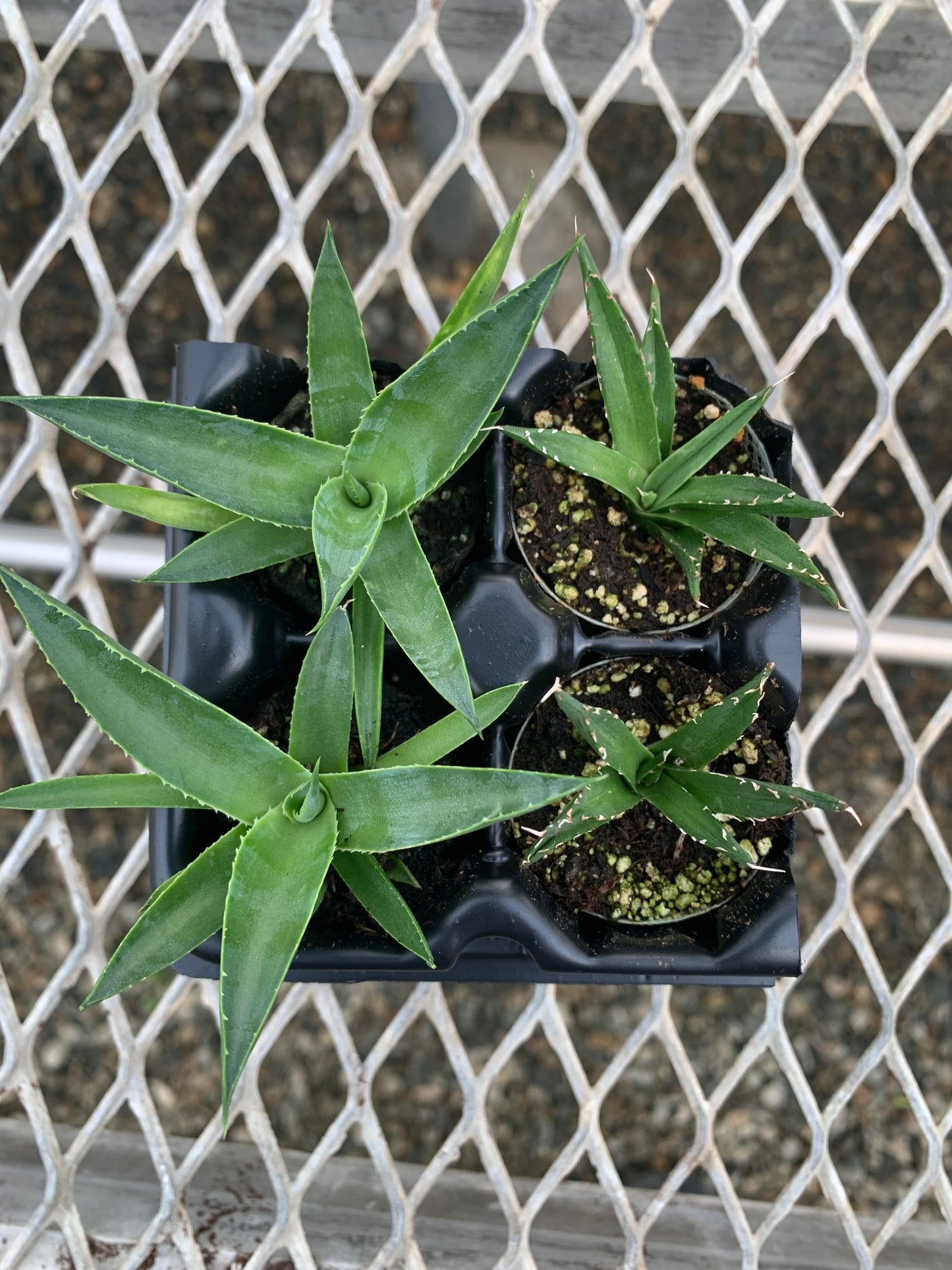 Agave Succulent Starter Plant 2x2 Pack - MicroStarts Plant Plugs