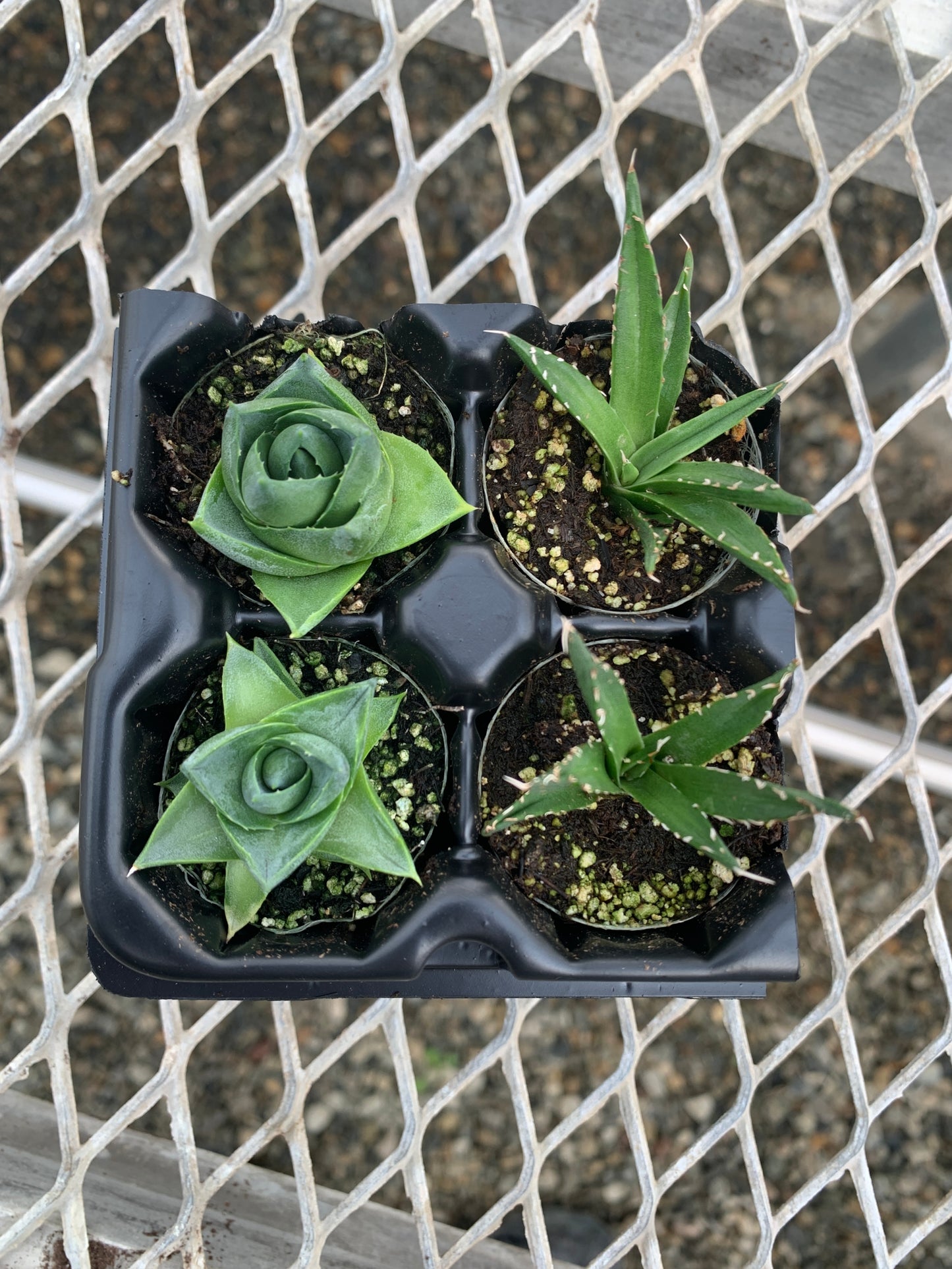 Agave Succulent Starter Plant 2x2 Pack - MicroStarts Plant Plugs