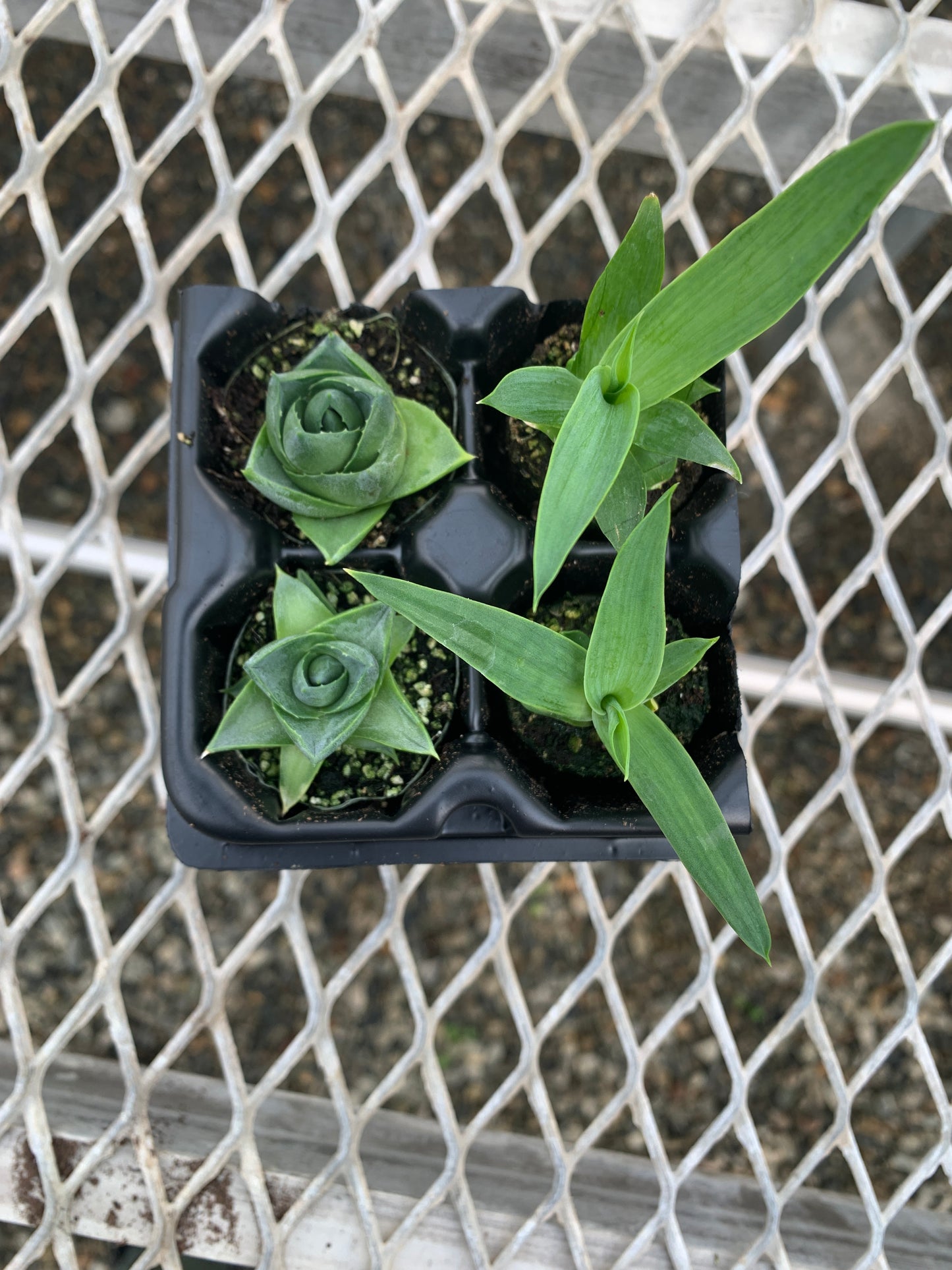Agave Succulent Starter Plant 2x2 Pack - MicroStarts Plant Plugs