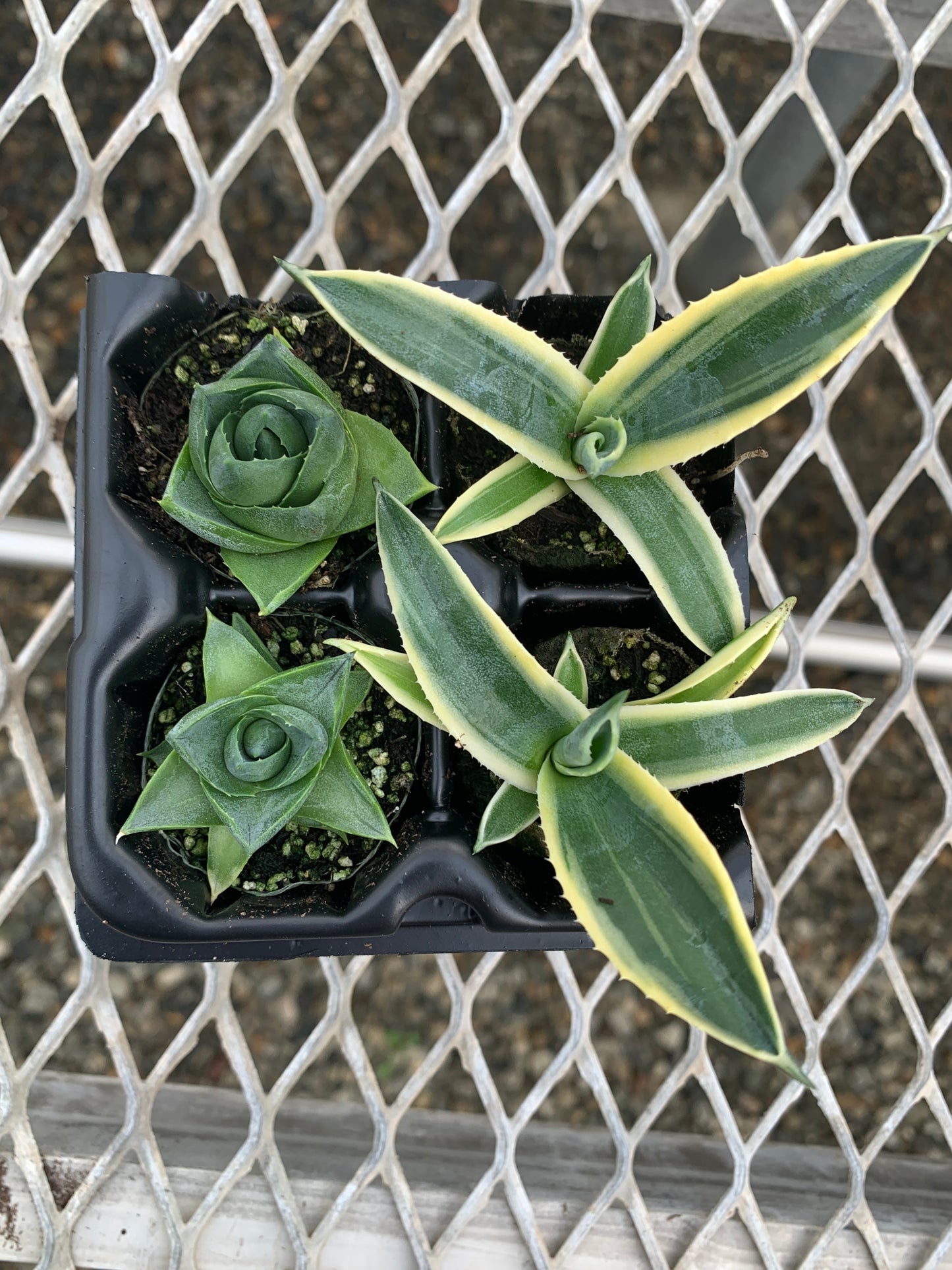 Agave Succulent Starter Plant 2x2 Pack - MicroStarts Plant Plugs