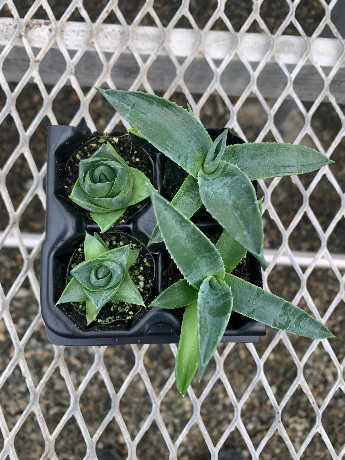 Agave Succulent Starter Plant 2x2 Pack - MicroStarts Plant Plugs