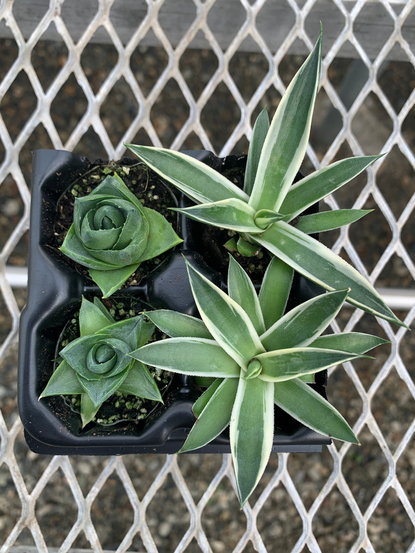 Agave Succulent Starter Plant 2x2 Pack - MicroStarts Plant Plugs
