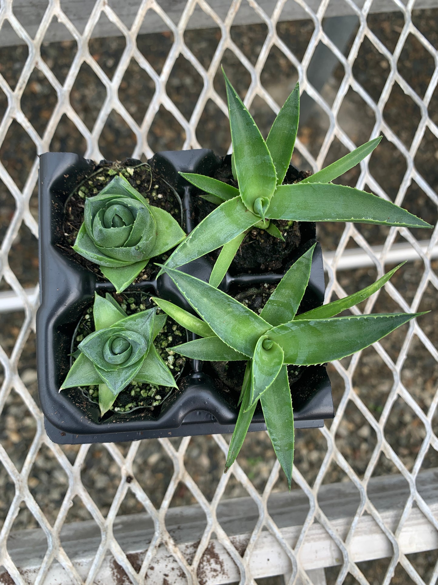 Agave Succulent Starter Plant 2x2 Pack - MicroStarts Plant Plugs
